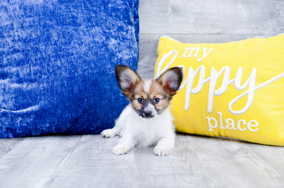 Puppies for sale in Florida Buy teacup small breeds puppies in FL