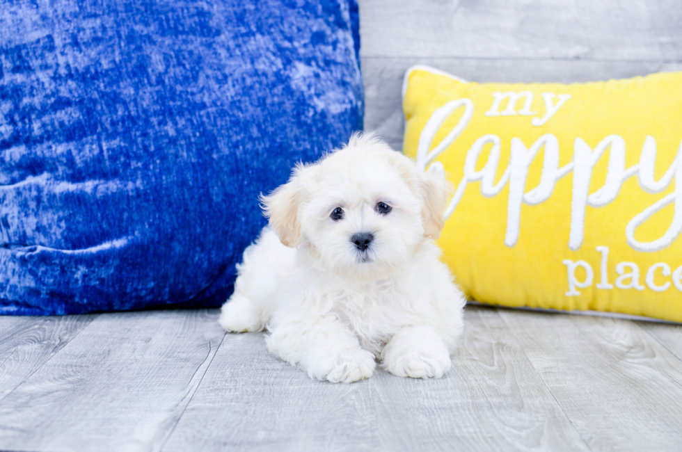 Puppies for sale in Florida Buy teacup small breeds puppies in FL