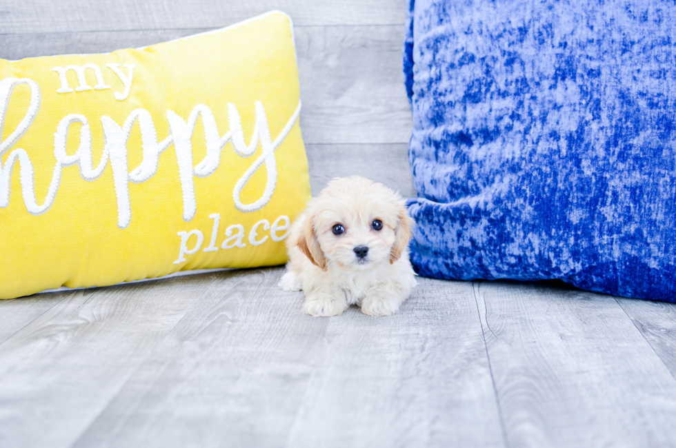 Puppies for sale in Florida Buy teacup small breeds puppies in FL