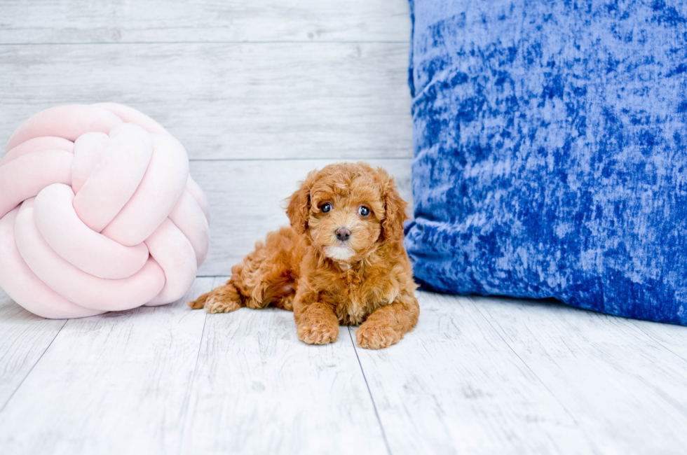 Puppies for sale in Florida Buy teacup small breeds puppies in FL