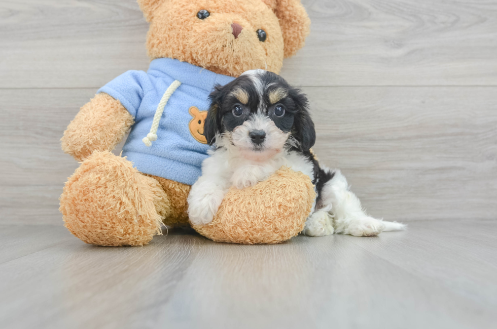 9 week old Cavachon Puppy For Sale - Florida Fur Babies
