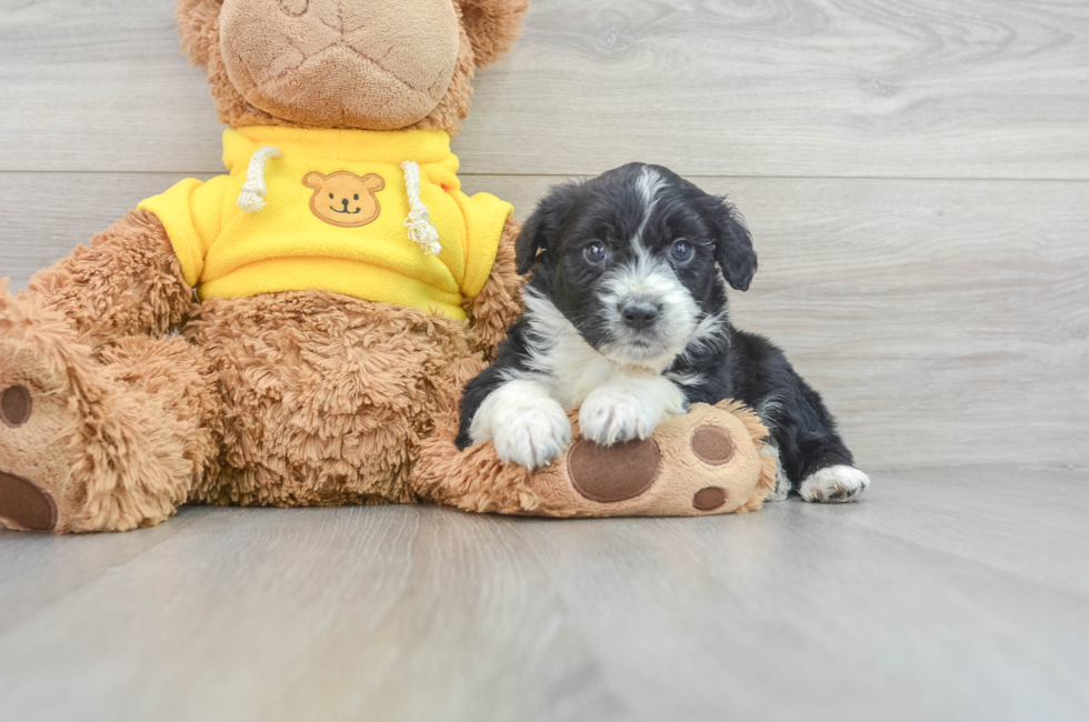 11 week old Mini Aussiedoodle Puppy For Sale - Florida Fur Babies