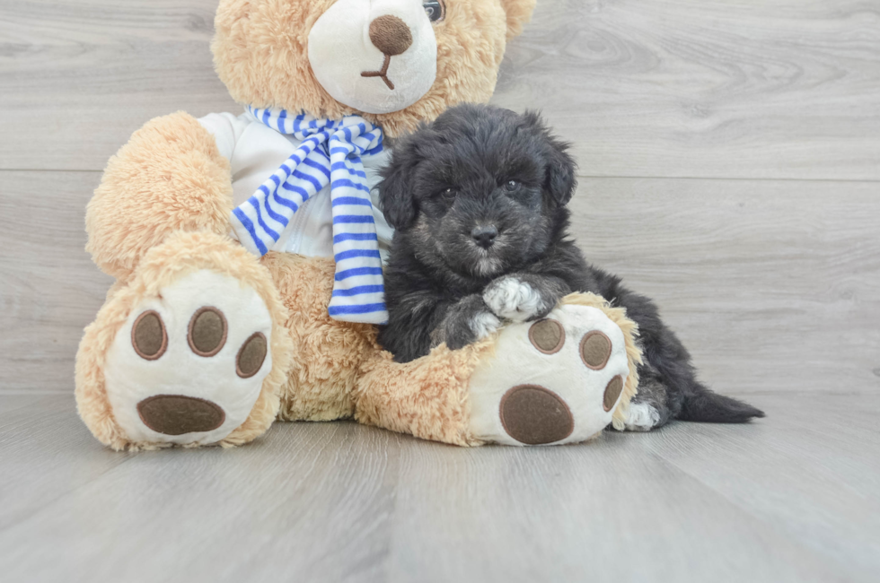 9 week old Mini Pomskydoodle Puppy For Sale - Florida Fur Babies