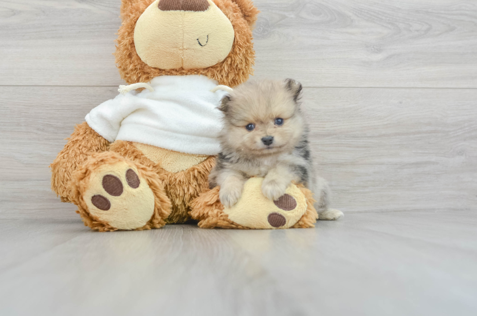 9 week old Pomeranian Puppy For Sale - Florida Fur Babies
