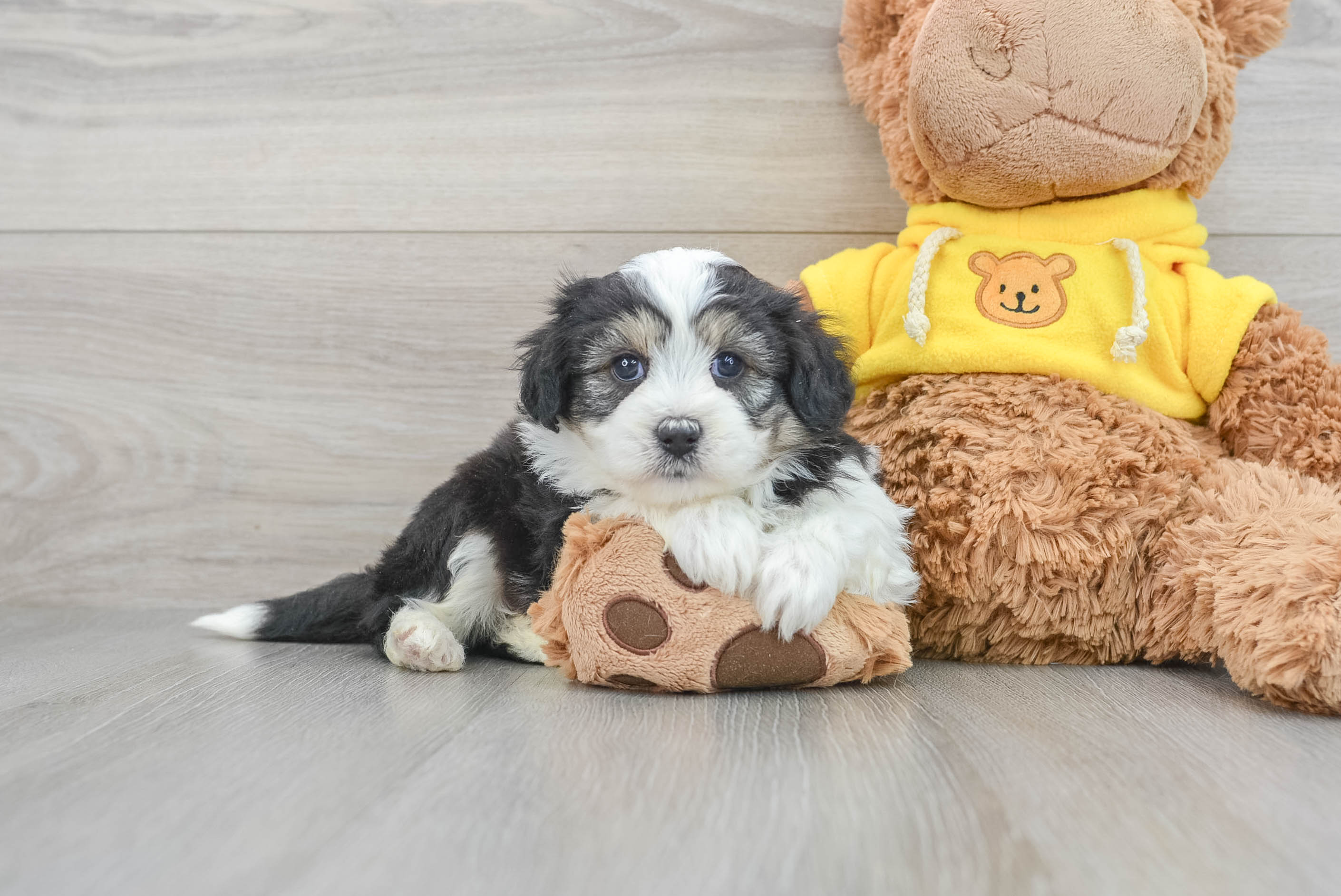 Cute Aussiechon Alexis: 3lb 15oz Designer Puppy