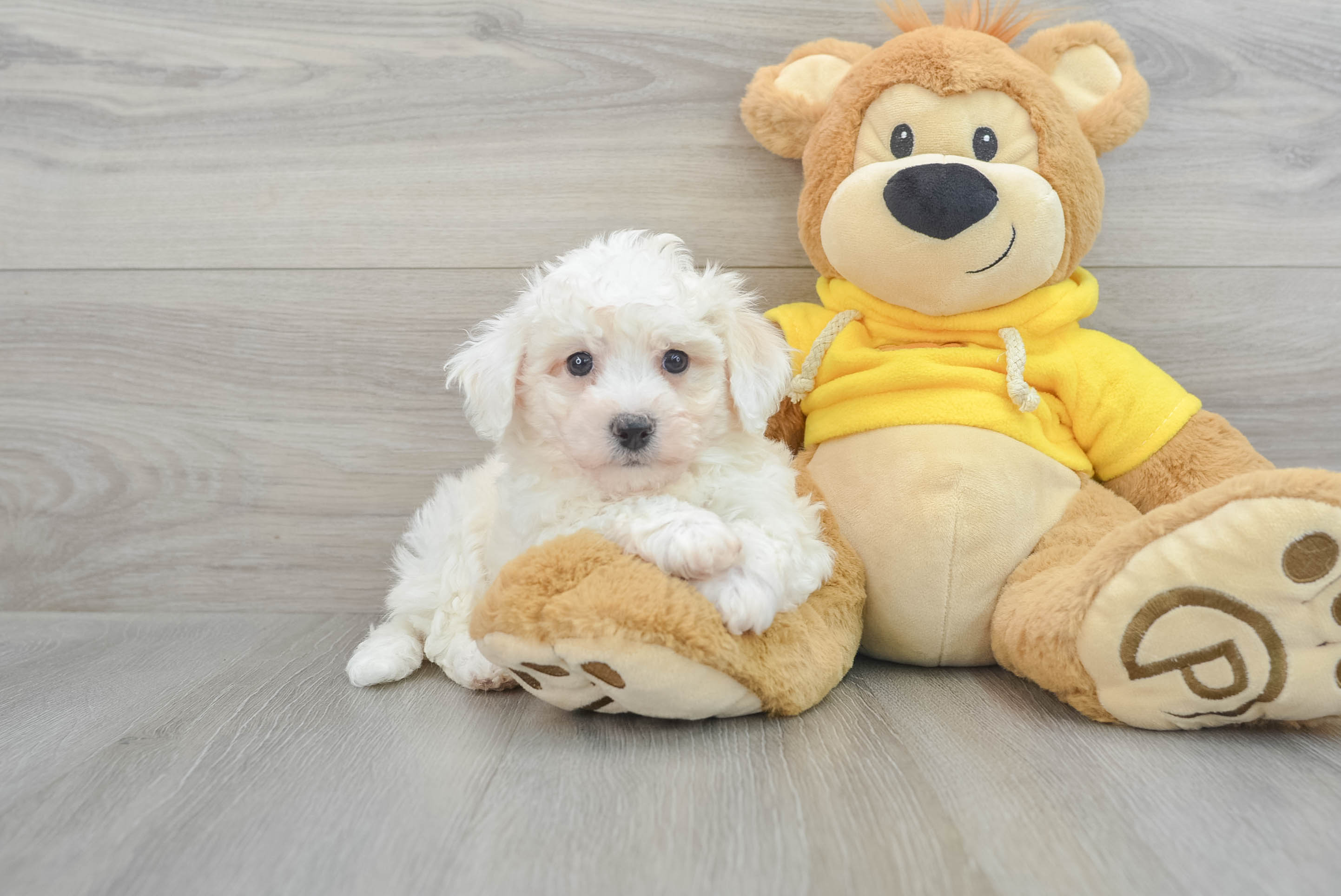 Cute Bichon Frise Myra 4lb 2oz Purebred Puppy