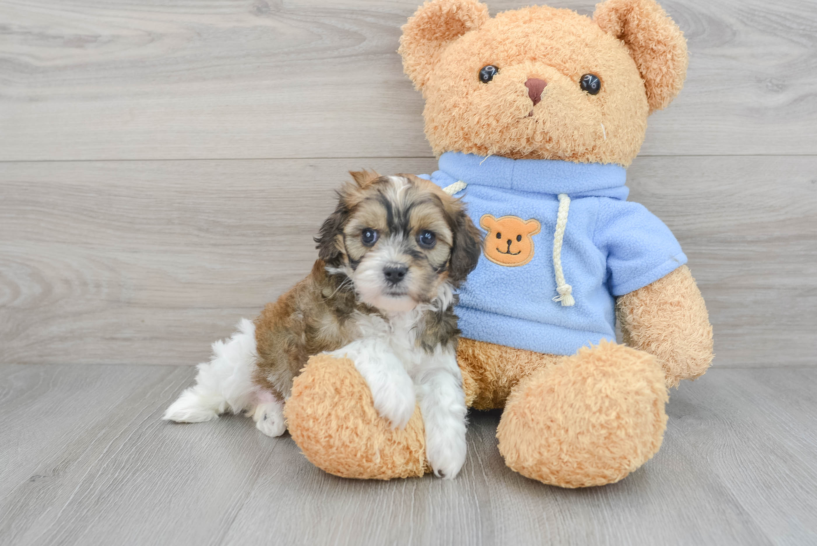 Cavachon clearance teddy bear