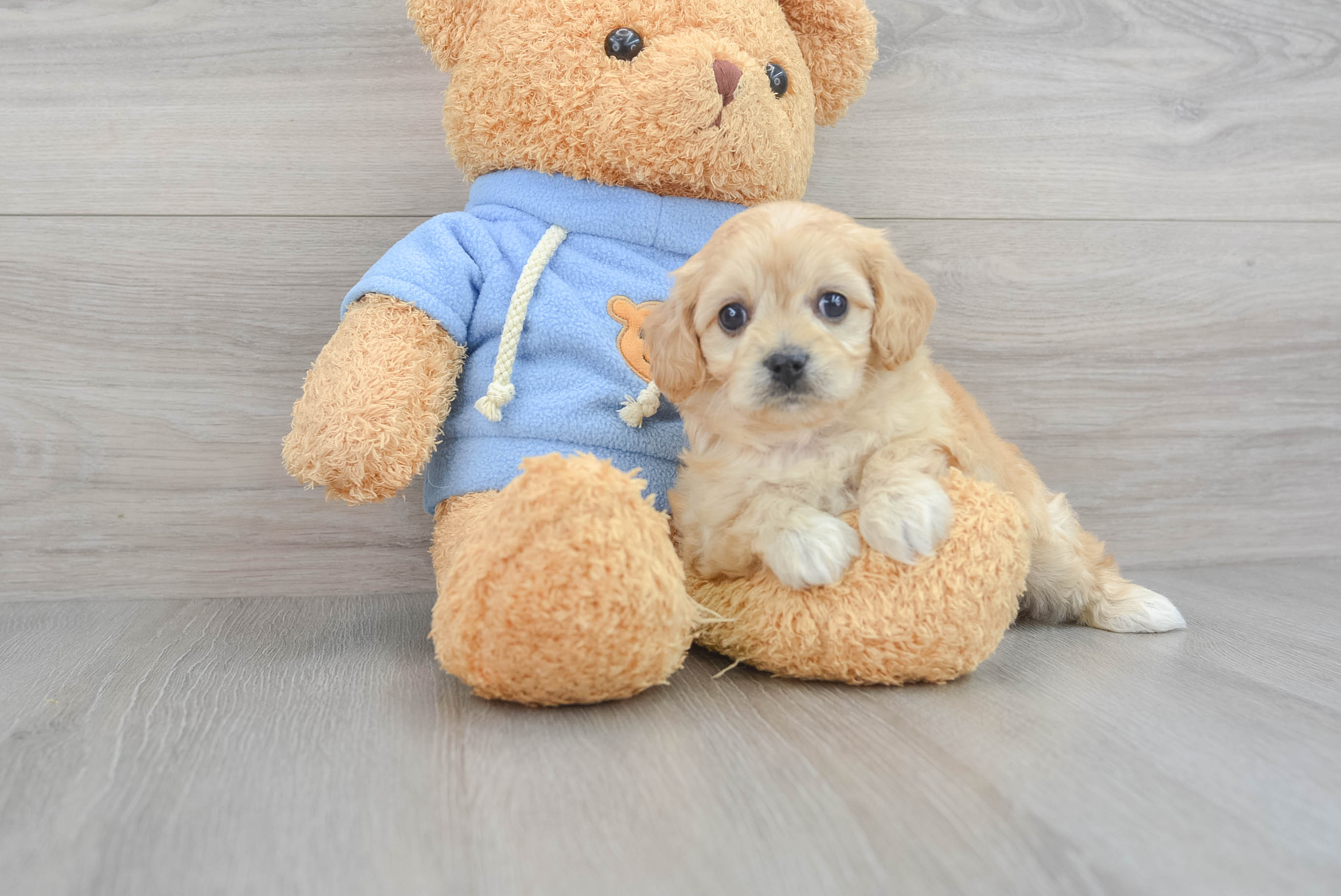 Cavachon best sale teddy bear