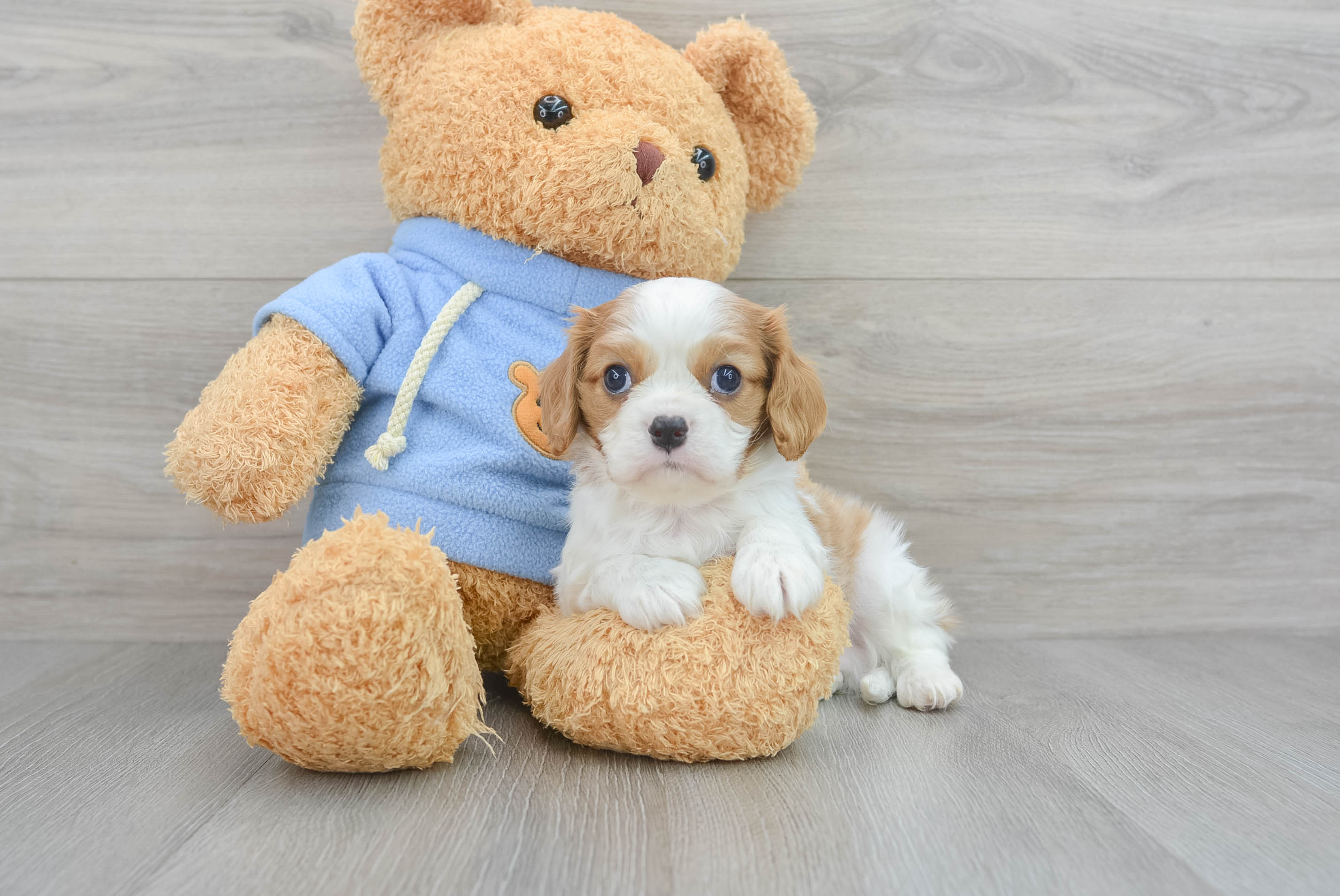 Two STEIFF Dogs - Cavalier Spaniel and Old English Puppy- outlets ID's