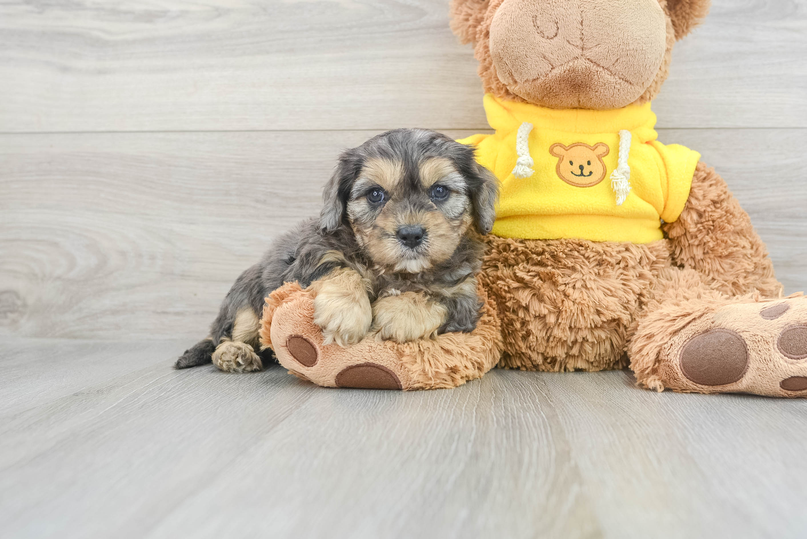 Cute Cavapoo Dilly: 5lb 5oz Doodle Puppy