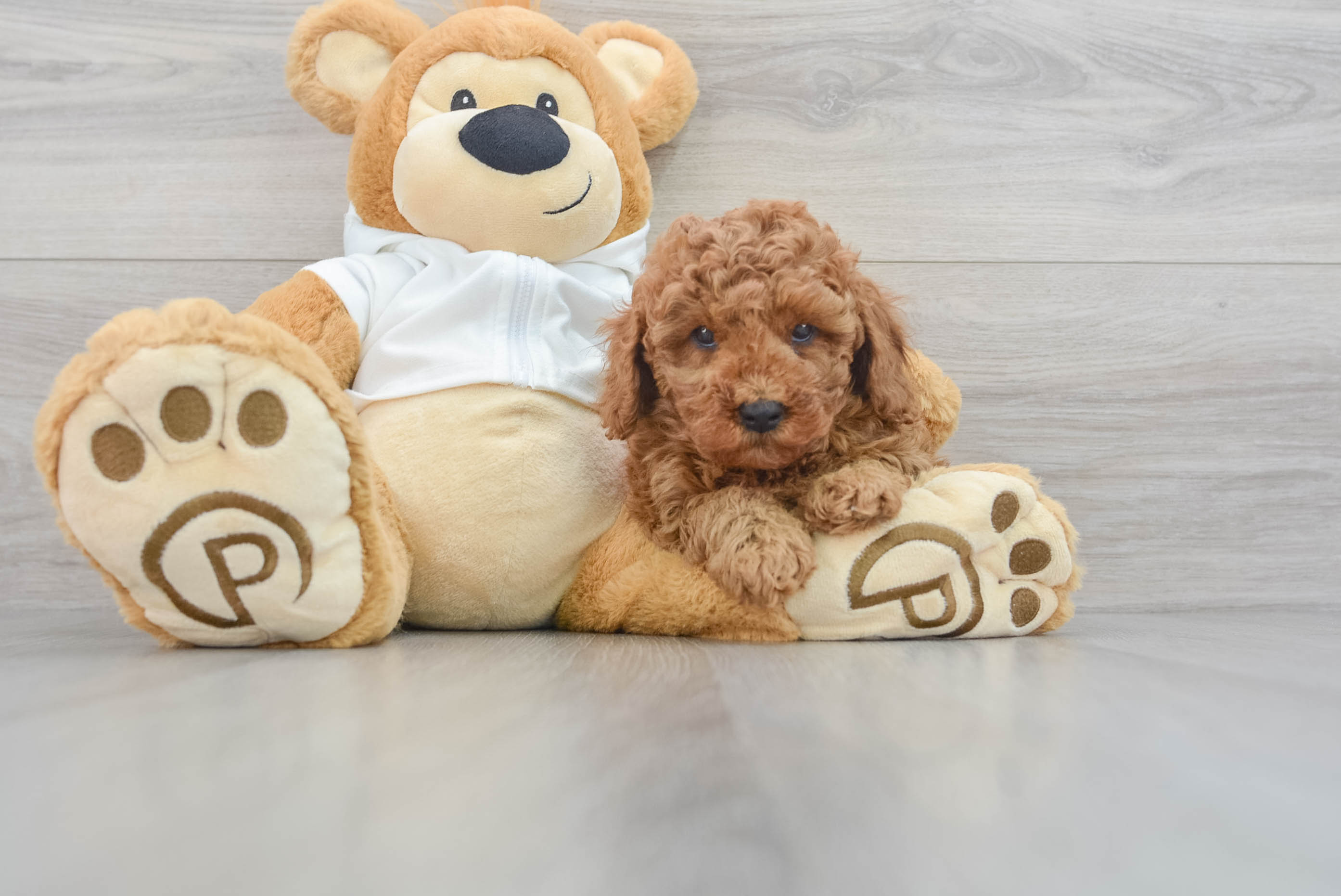 Cavapoo Soft Toy, Dog Teddy Bears