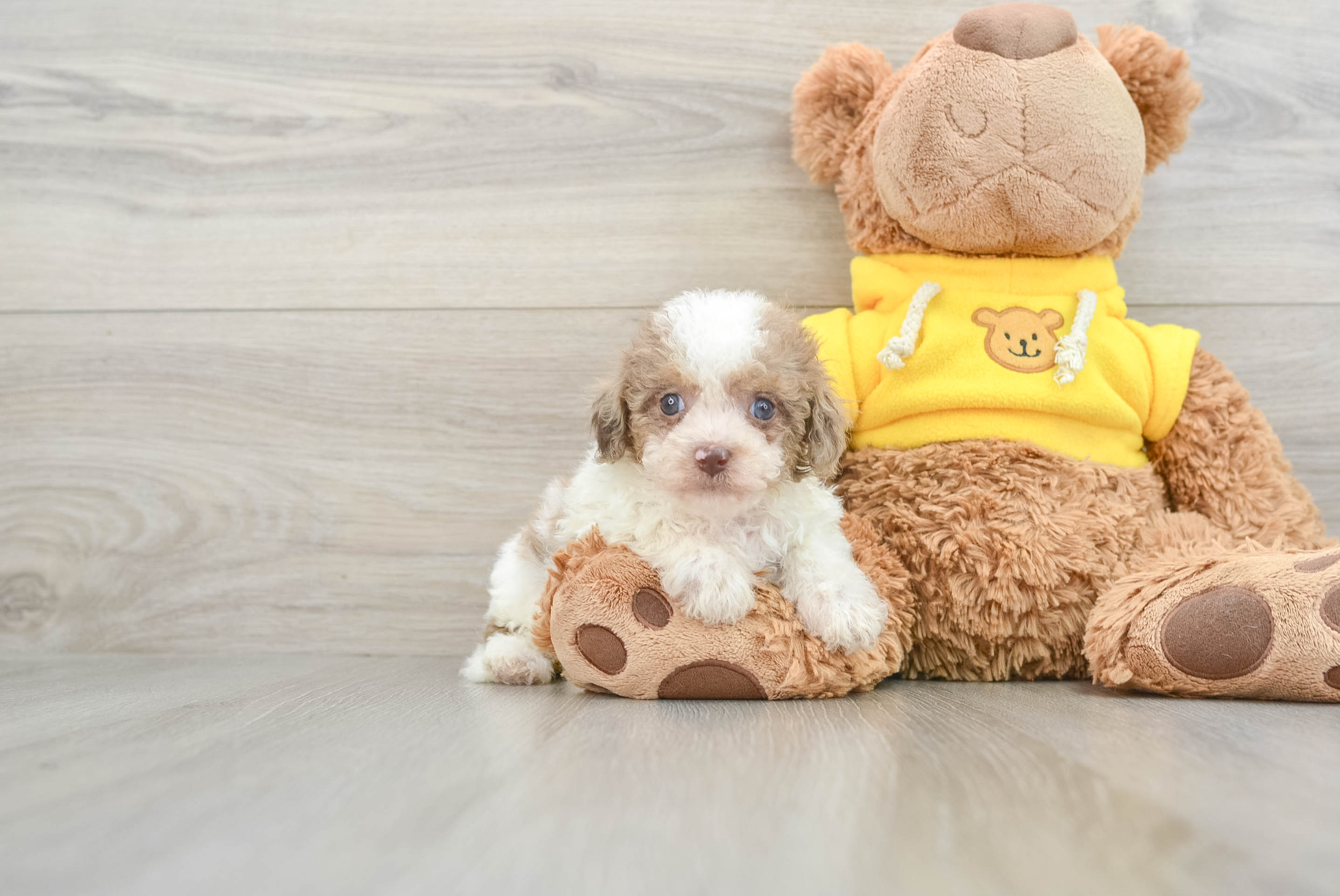 Cute Cavapoo Kenzie: 3lb 13oz Doodle Puppy