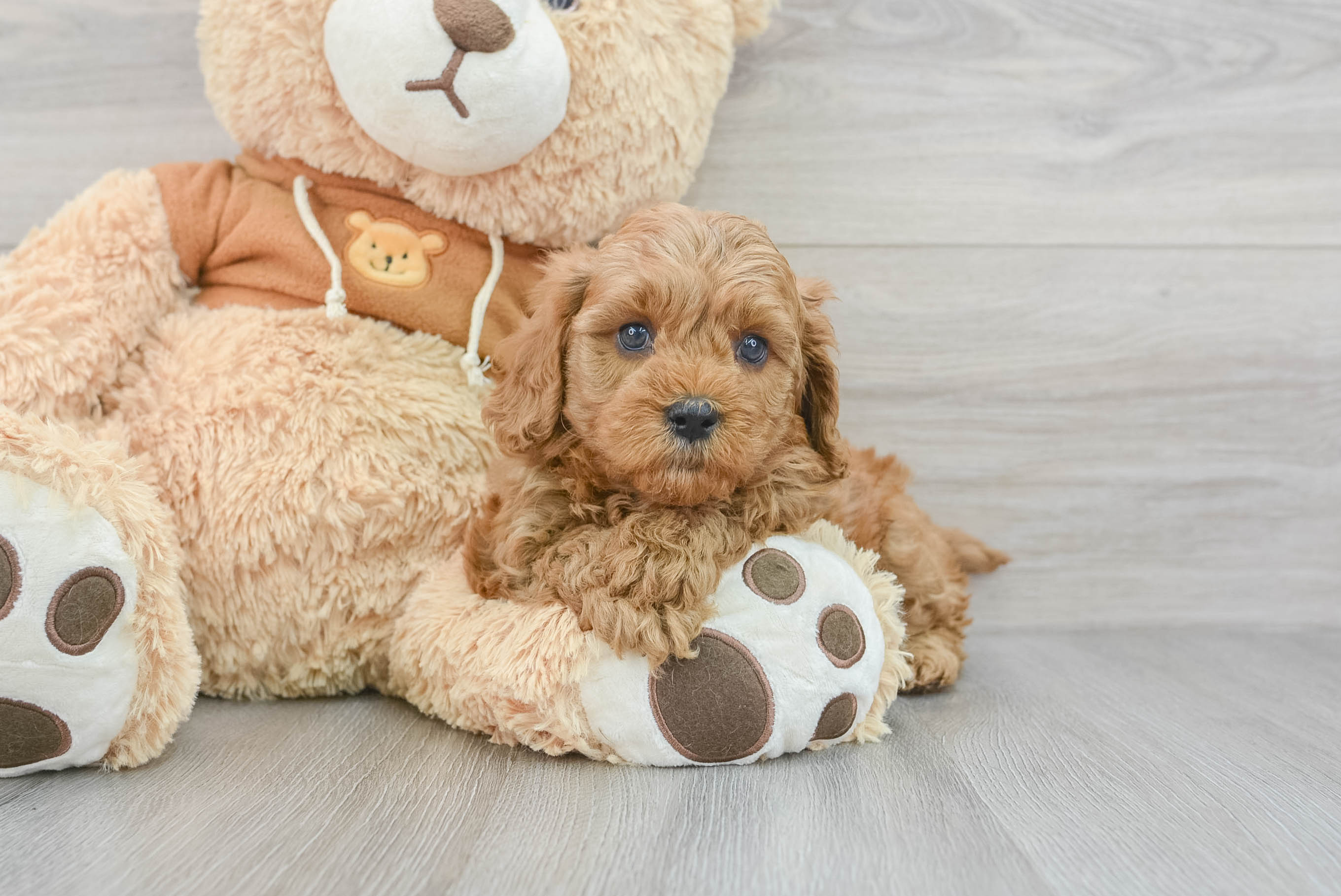 Teddy hotsell bear cavapoo