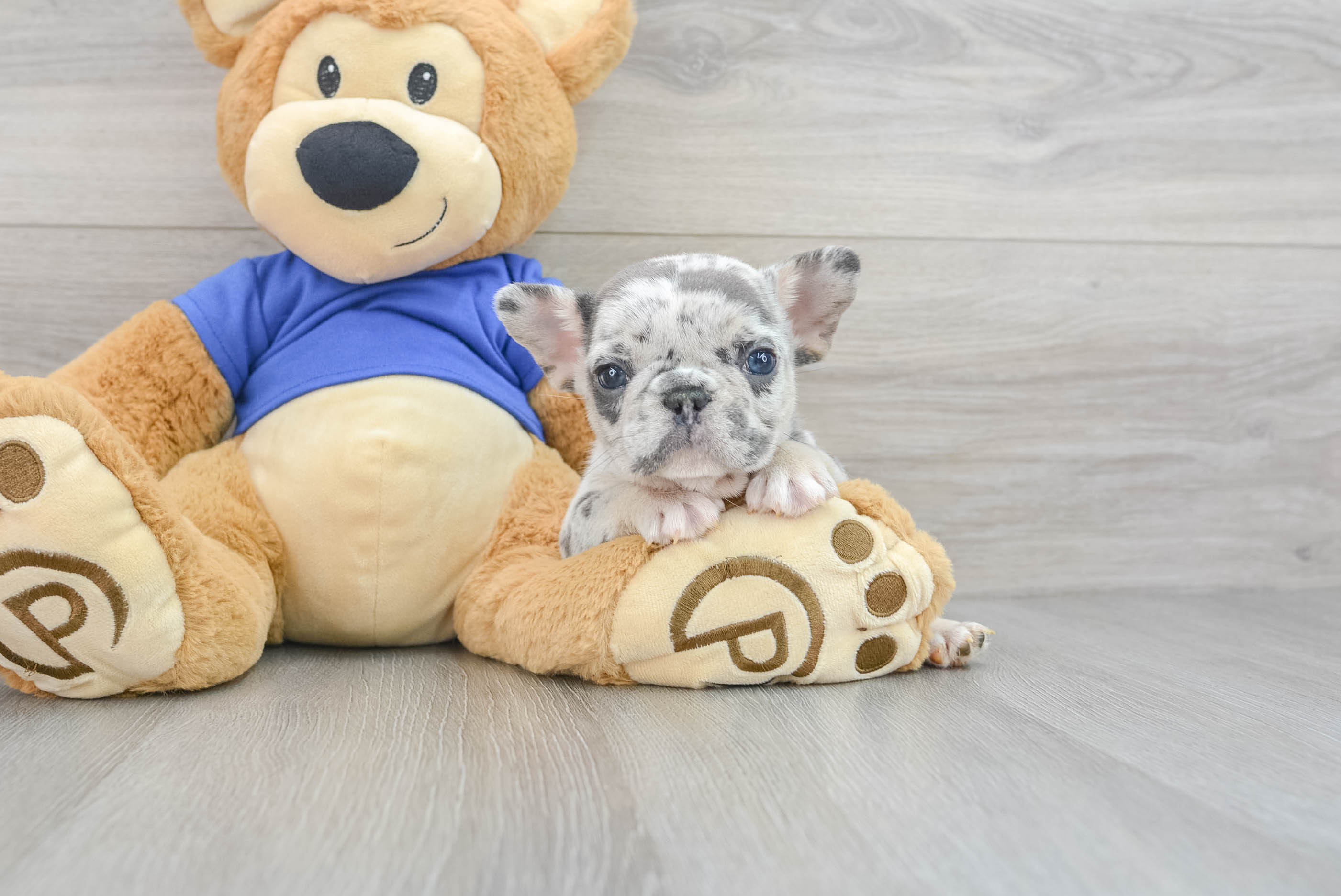 Build a best sale bear french bulldog