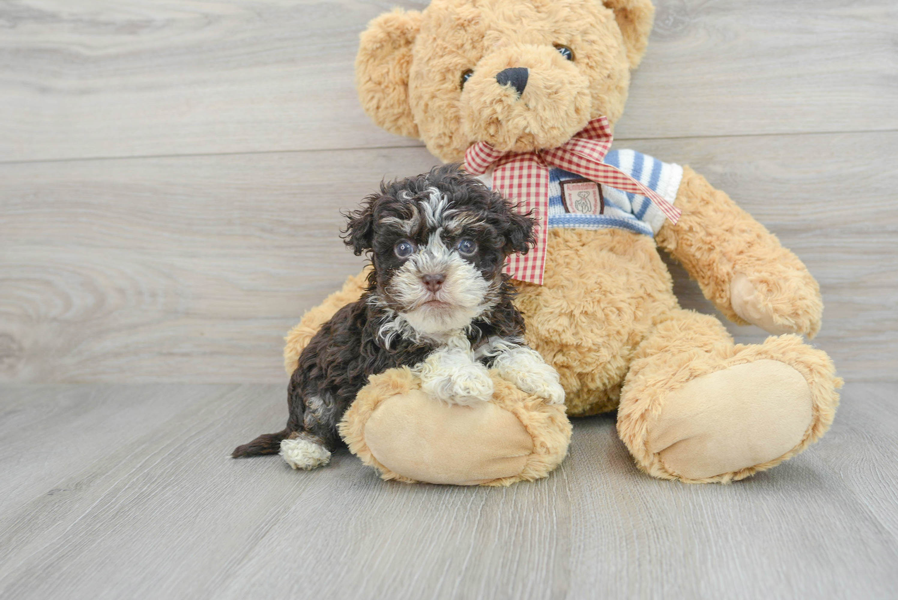 Havanese clearance teddy bears