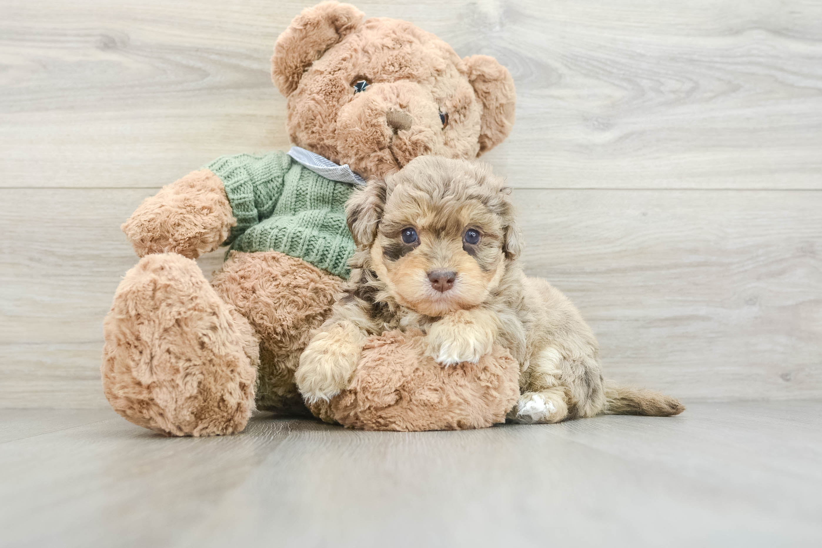 P.Pedro pup 美株 havapoo-pedro-