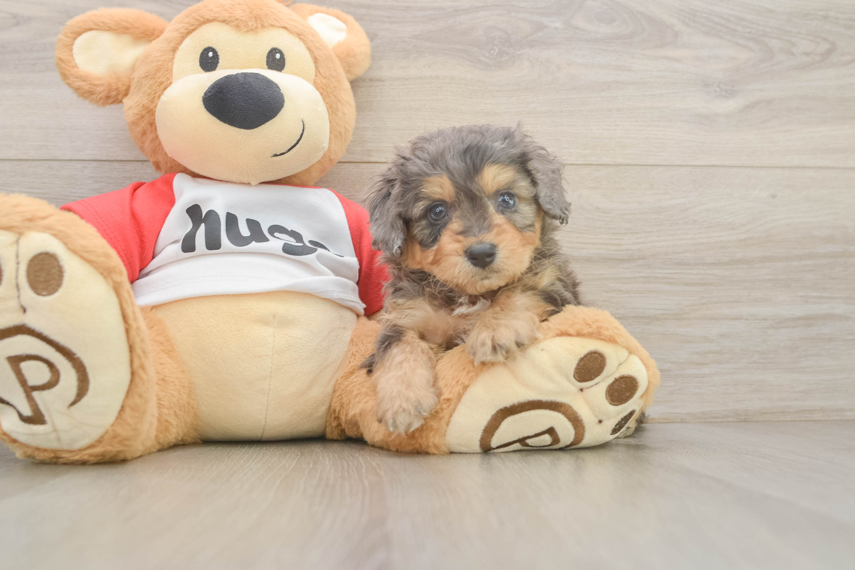 Cute Mini Aussiedoodle Jackpot: 4lb 9oz Doodle Puppy