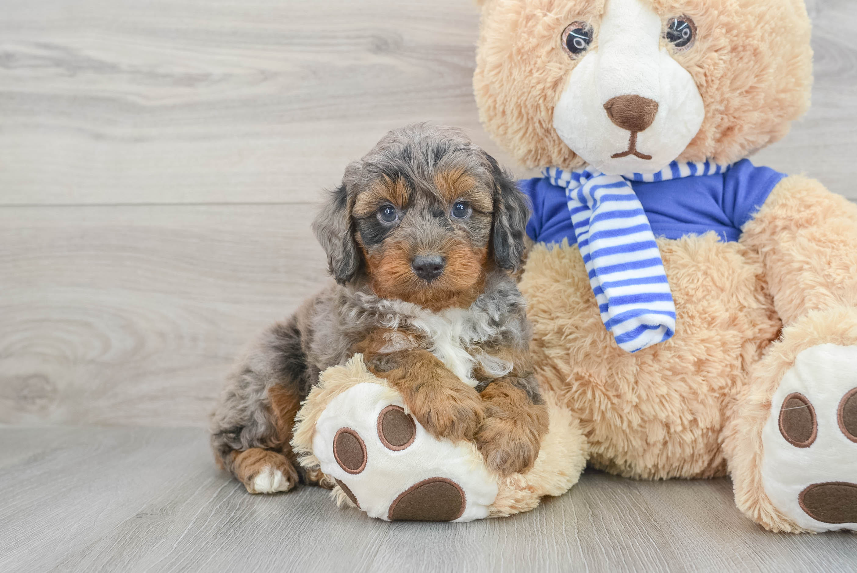 Cute Mini Aussiedoodle Panerai 6lb 15oz Doodle Puppy