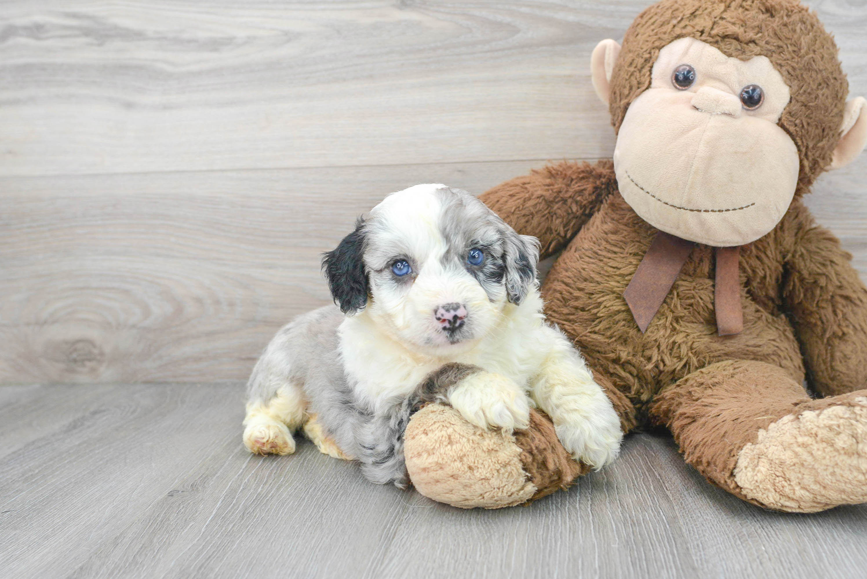 Cute Mini Aussiedoodle Panerai 5lb 5oz Doodle Puppy