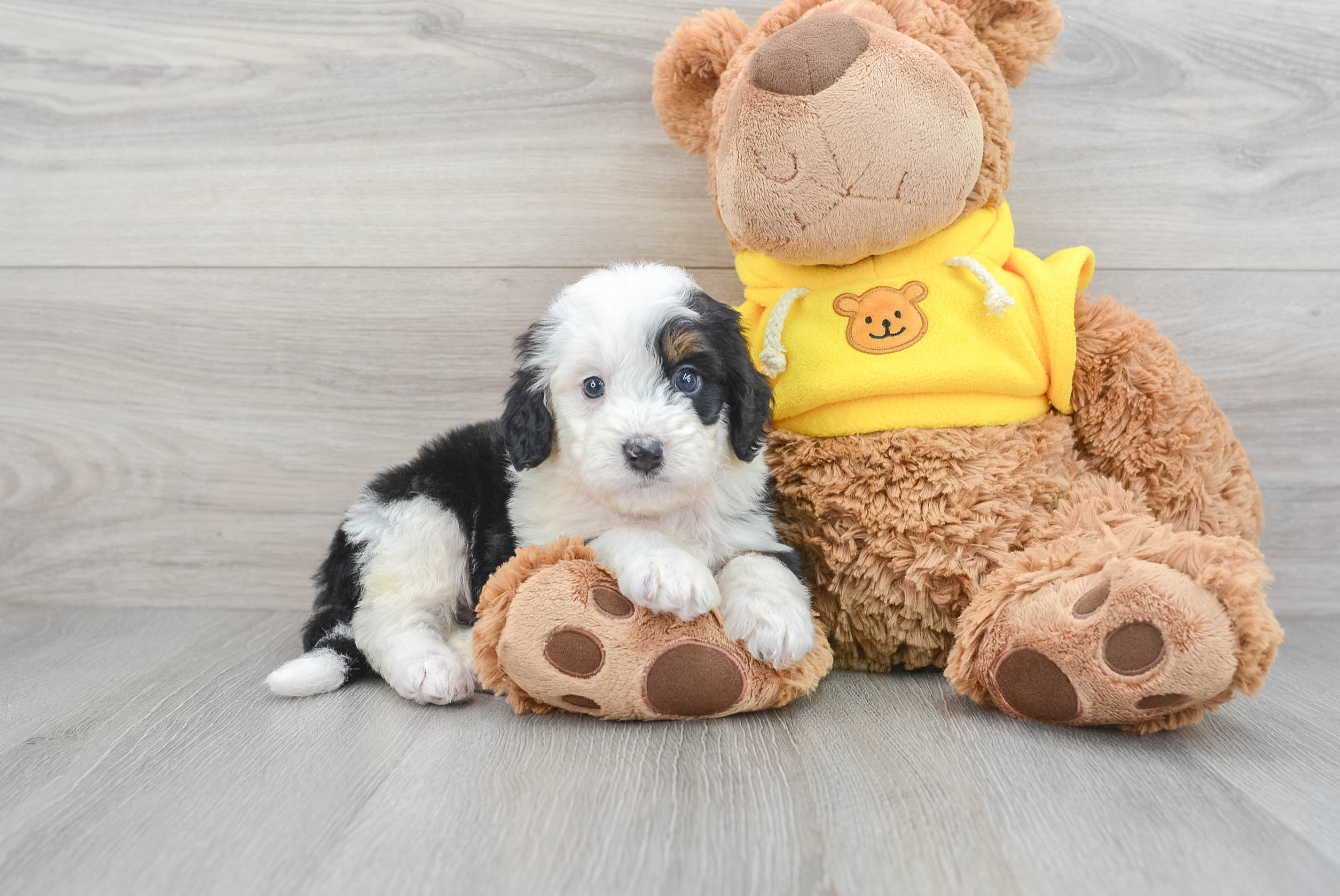 Teddy bear clearance bernedoodle for sale