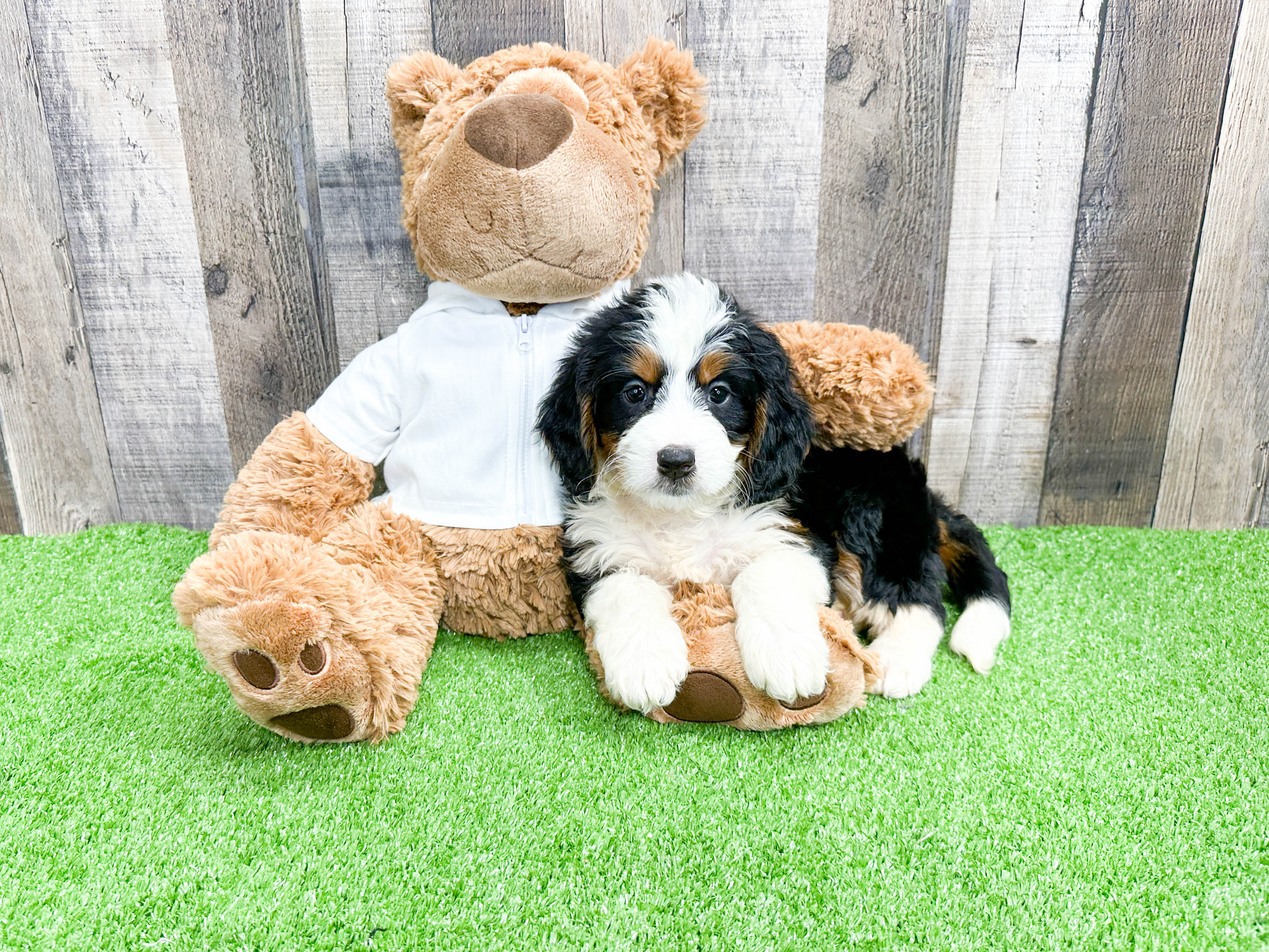 Bernese mountain best sale doodle mini