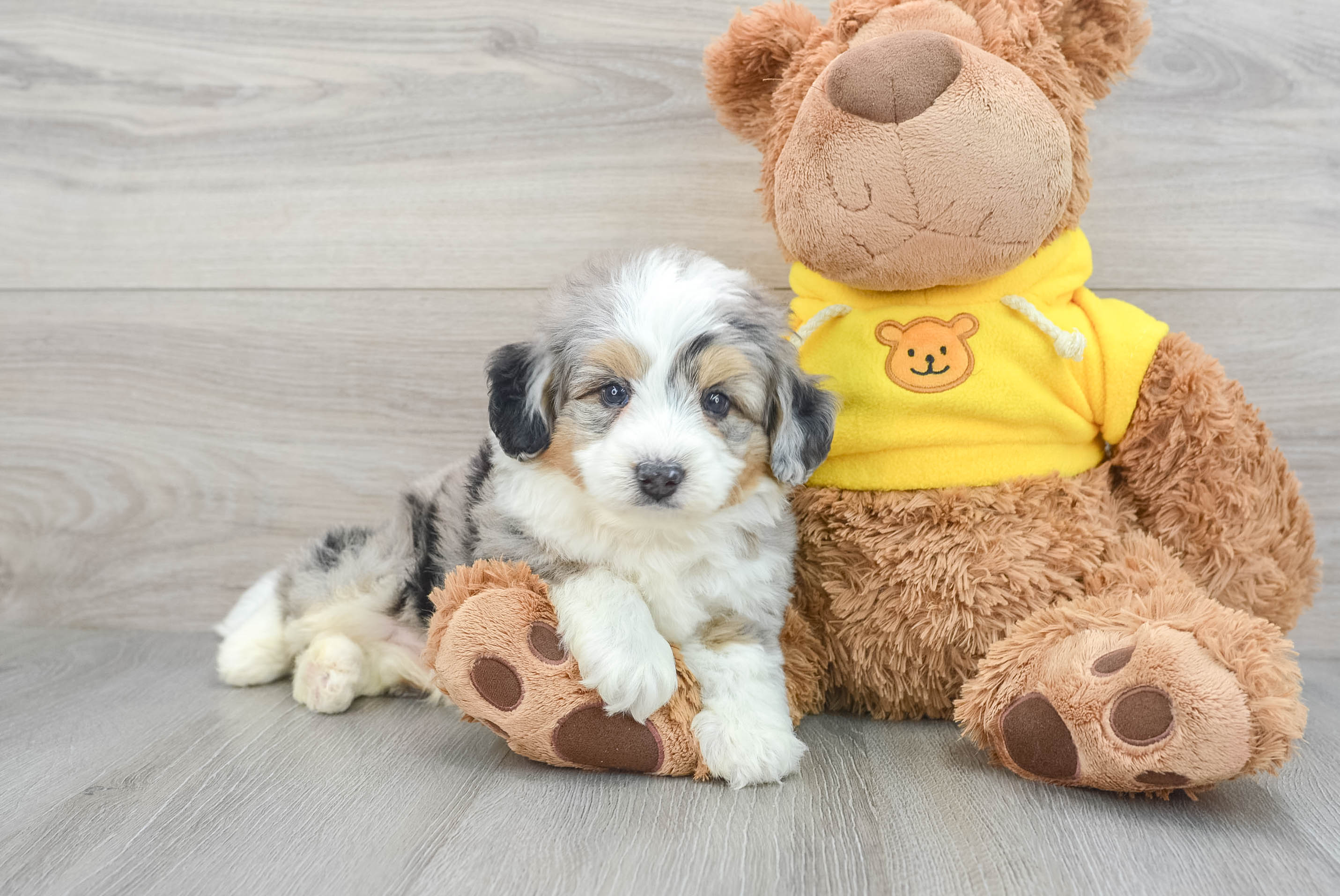 mini-bernedoodle-darius-
