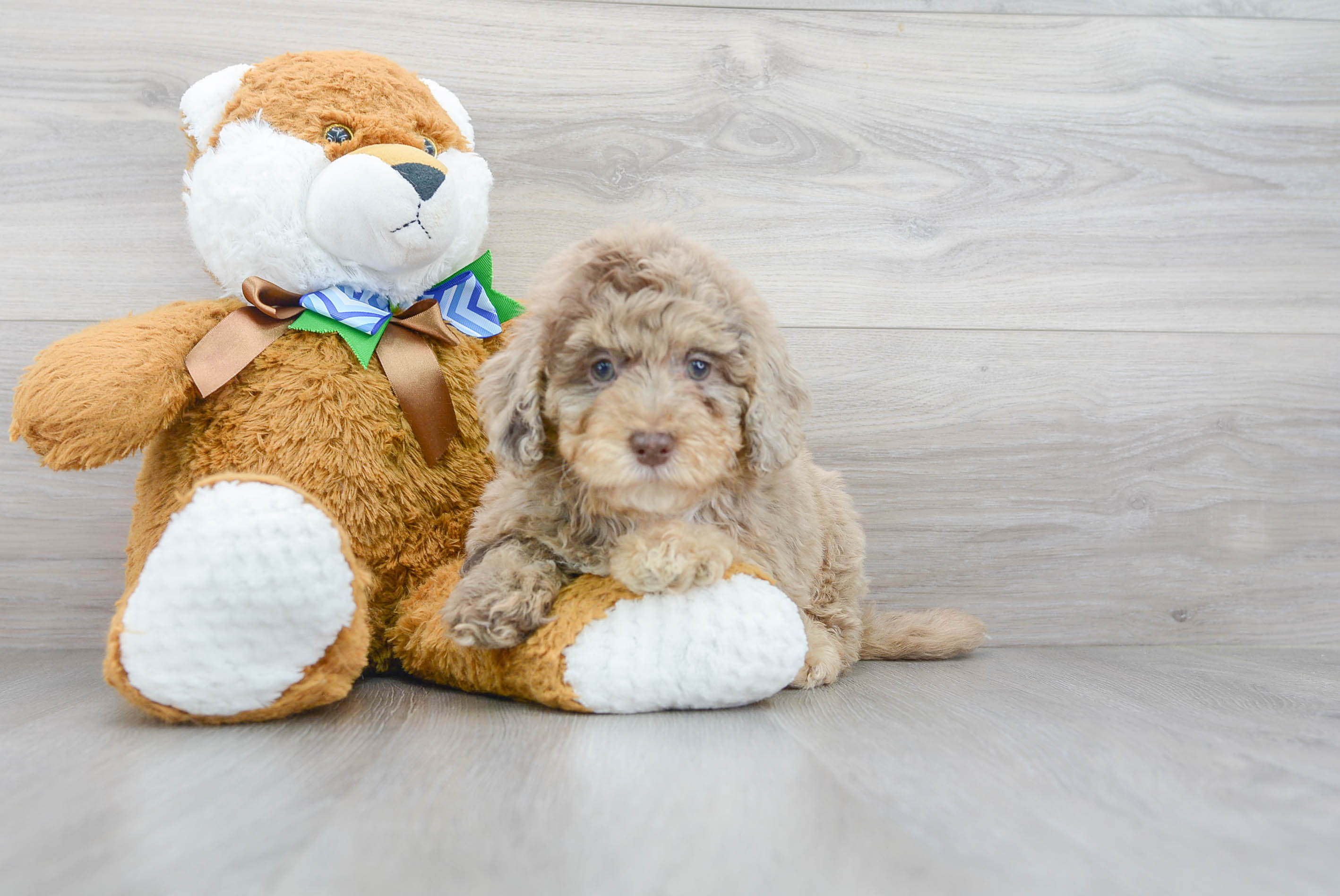 Petite bernedoodle sale