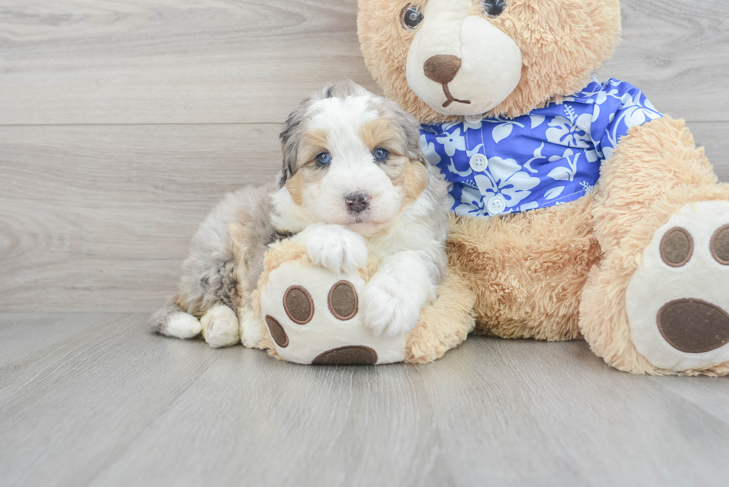 Cute Mini Bernedoodle Sasha: 9lb 3oz Doodle Puppy