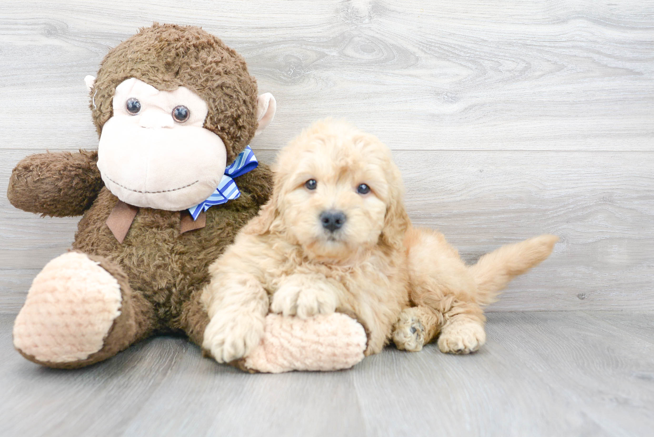 The Goldendoodle Way: A Guide to Successful by Tales, Gus