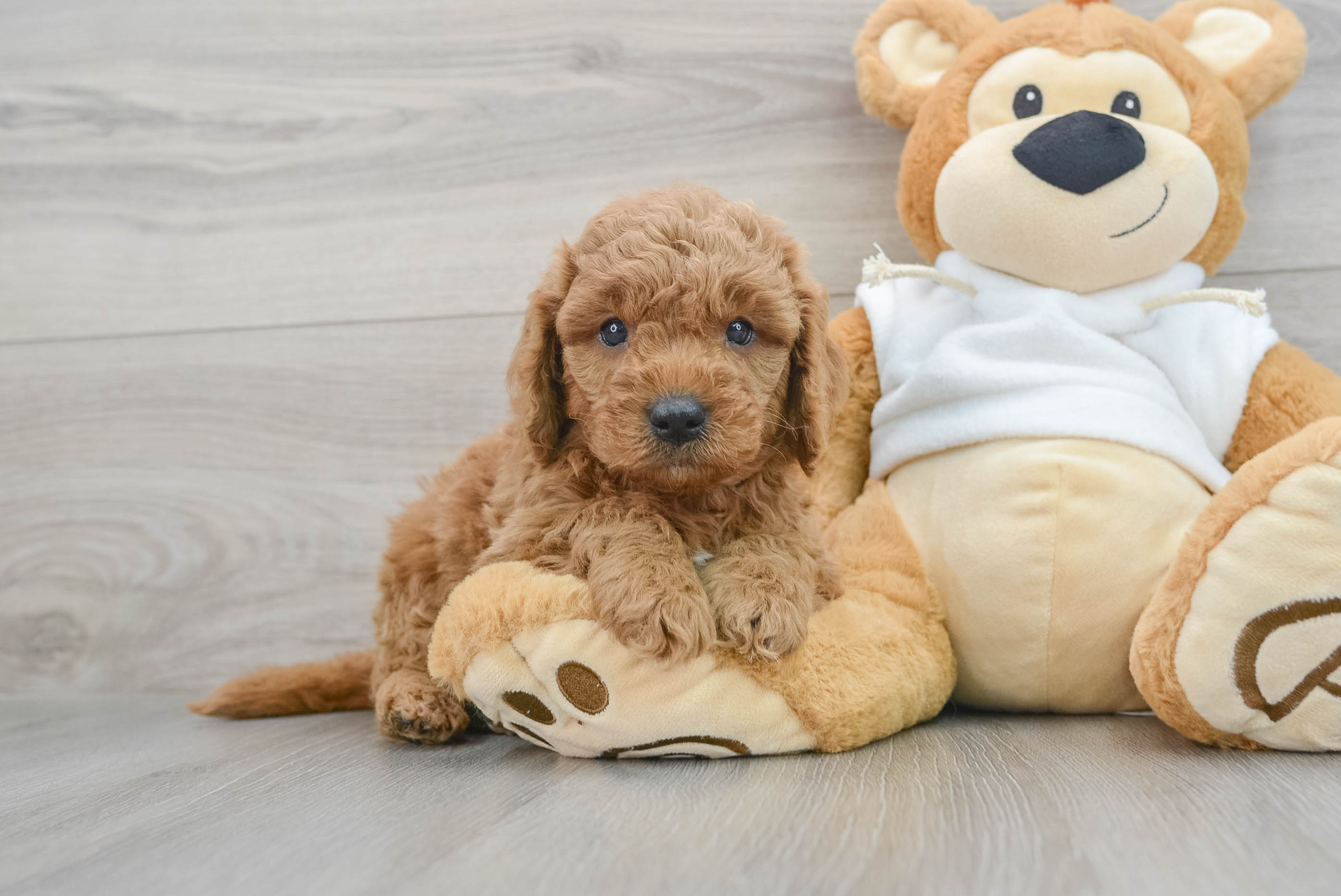 F1b mini teddy top bear goldendoodles