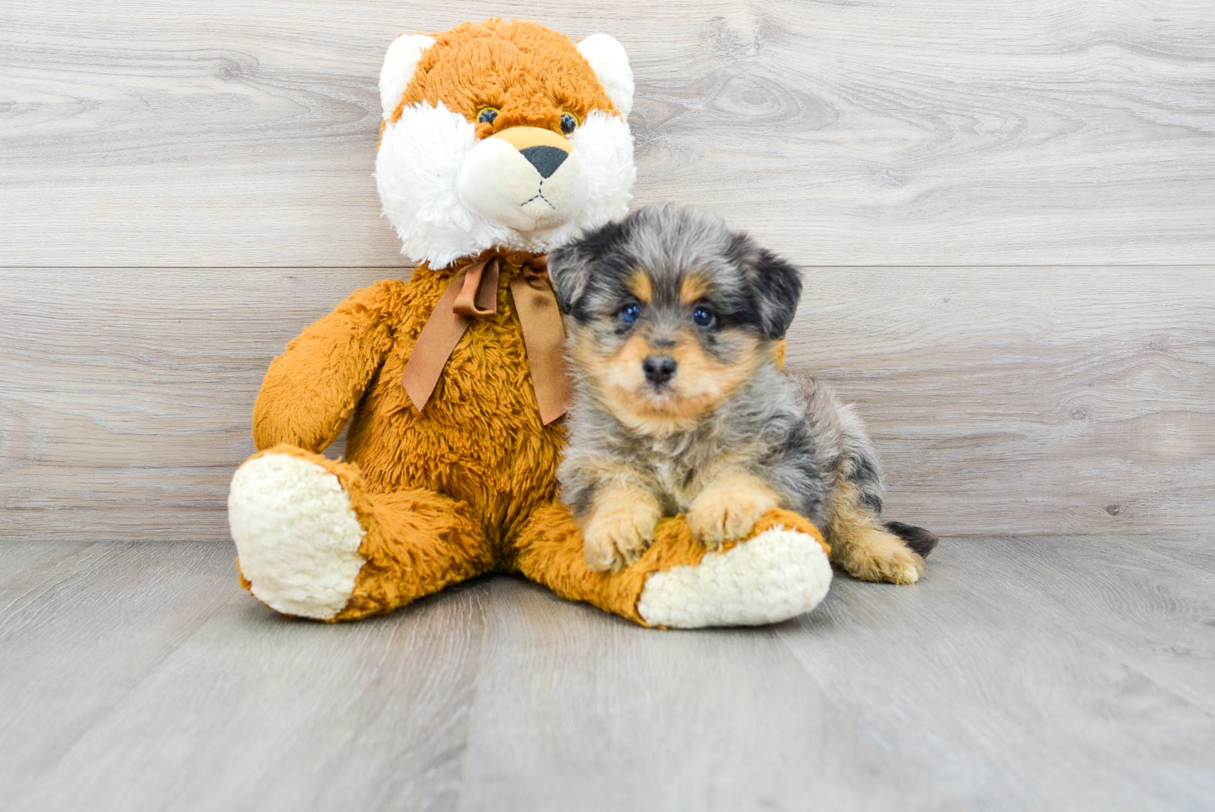 Cute Mini Huskydoodle Midnight: 4lb 15oz Doodle Puppy