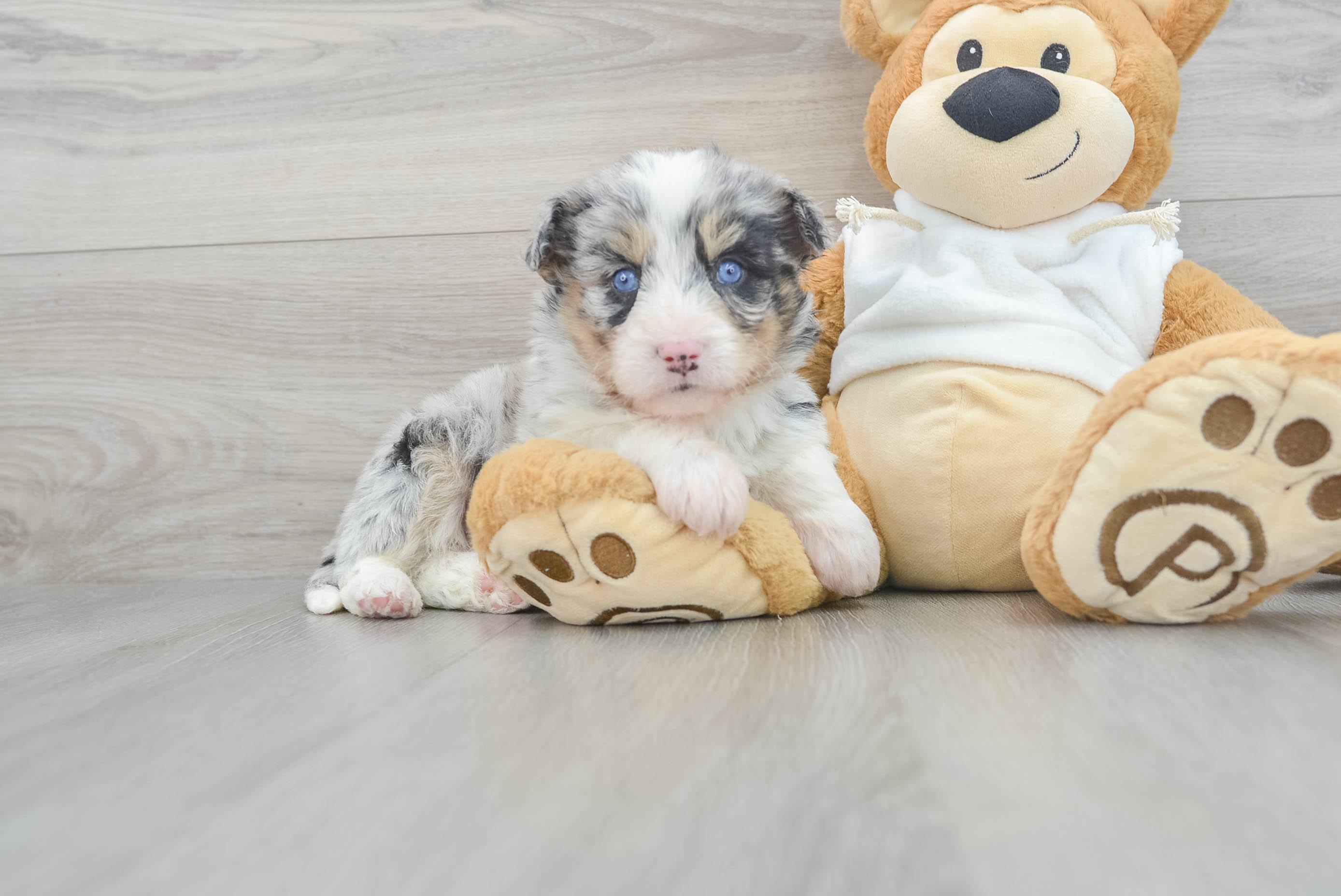 mini-huskydoodle-mowgli-