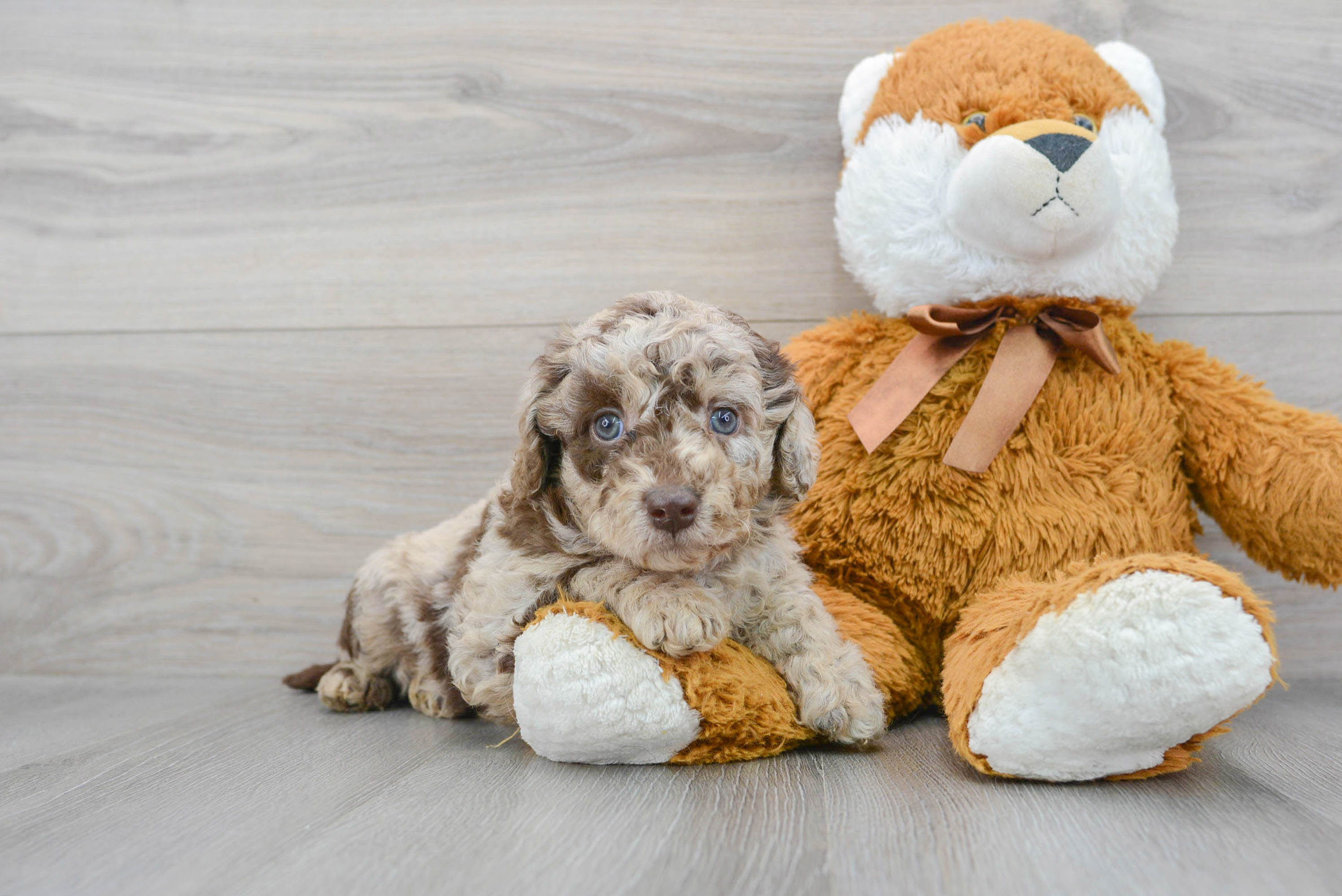 Mini 2024 toy labradoodle