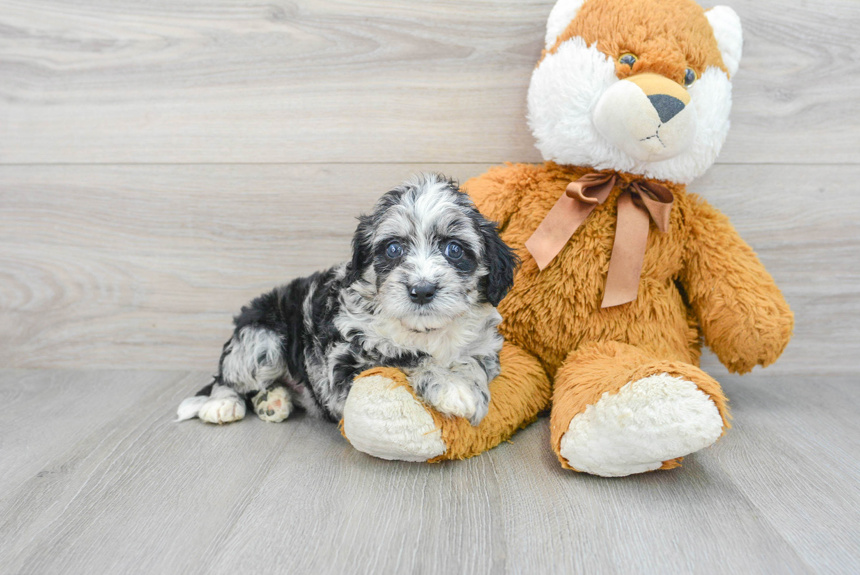 mini-labradoodle-sundae-