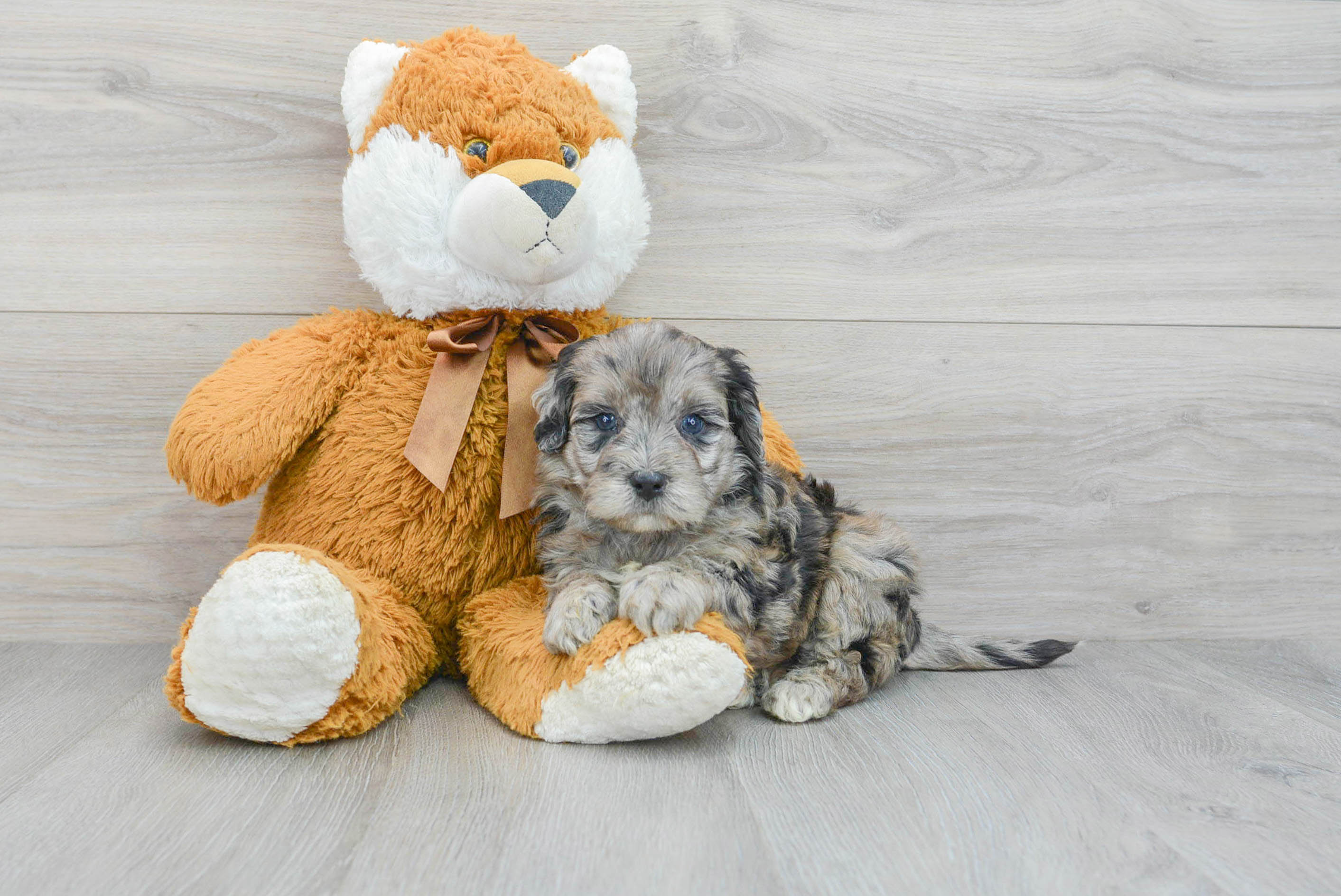 Cute Mini Portidoodle Moonbeam: 6lb 2oz Doodle Puppy