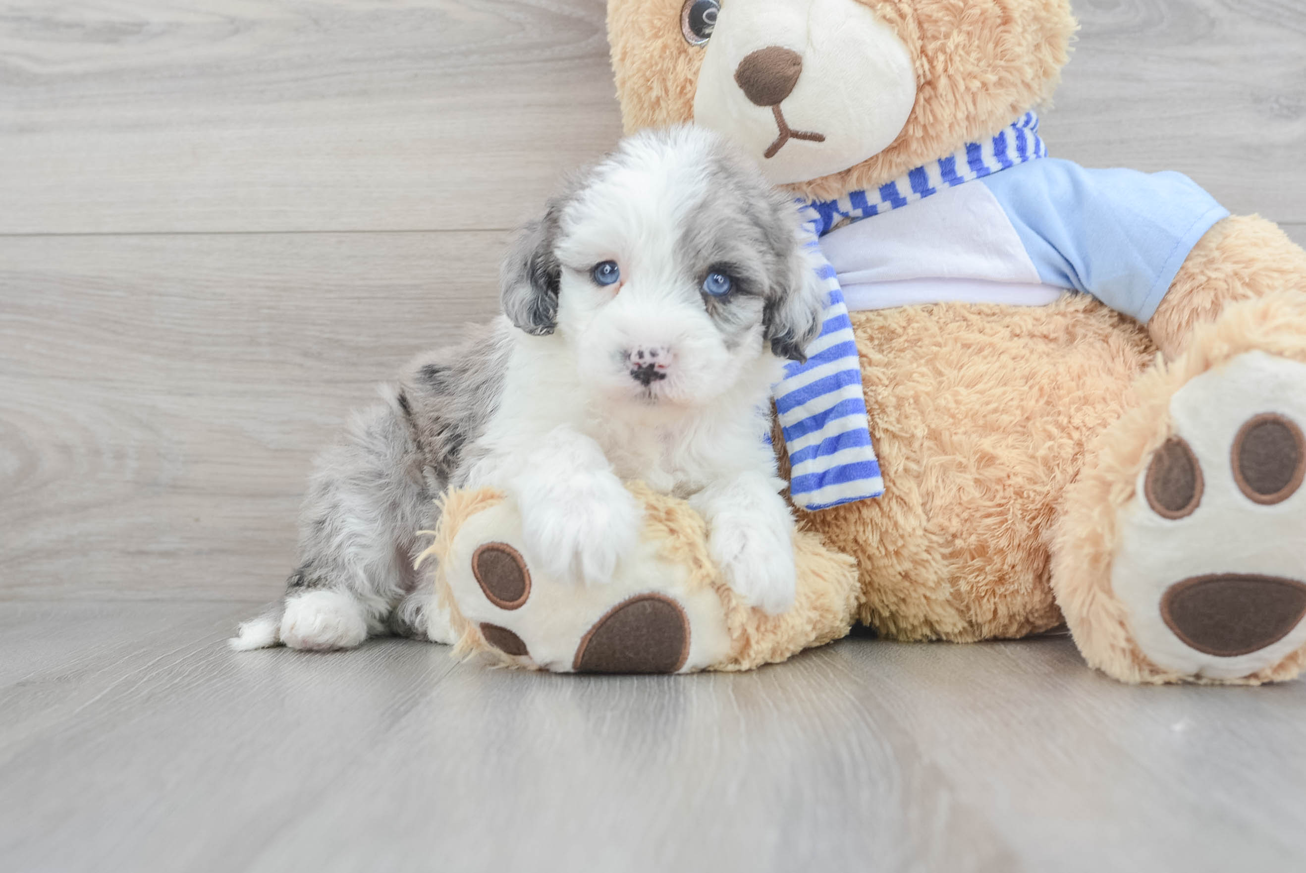 Cute Mini Sheepadoodle Kiwi: 5lb 12oz Doodle Puppy