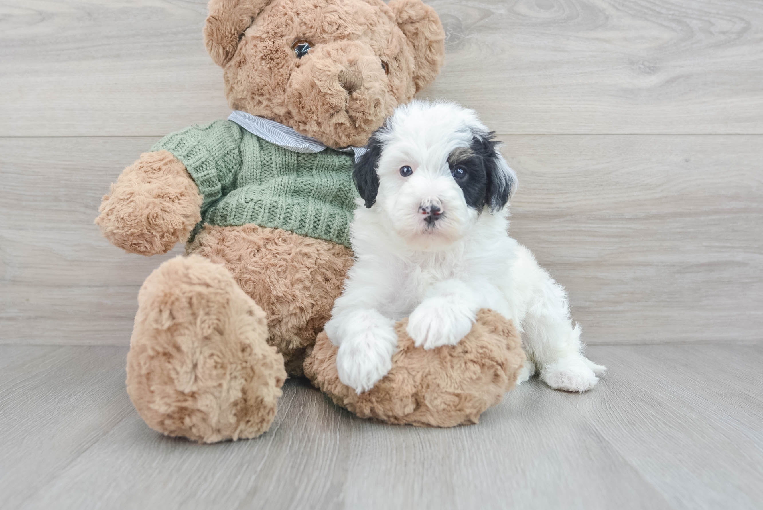 Mini 2024 sheepdog puppies