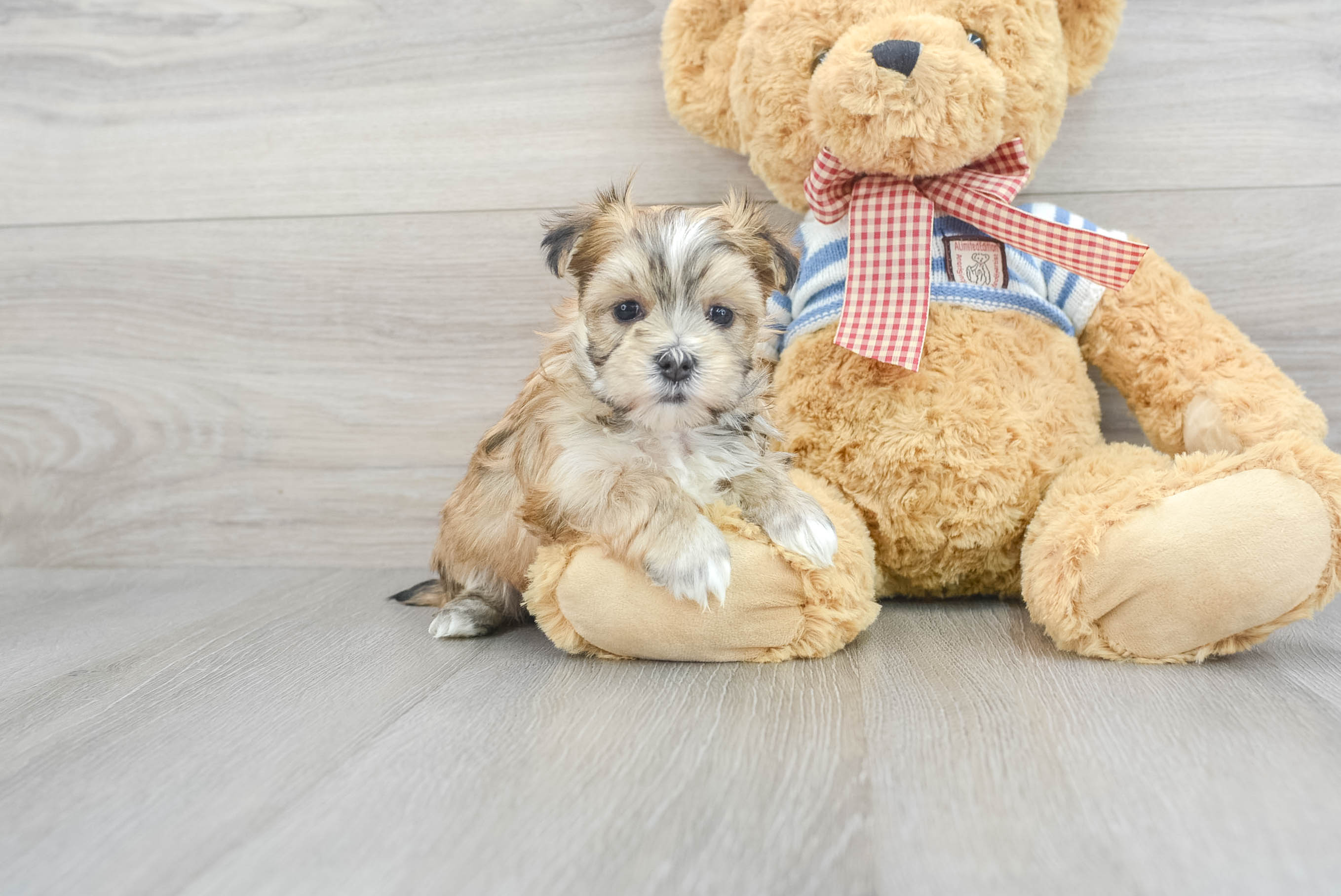 Teddy store bear morkie