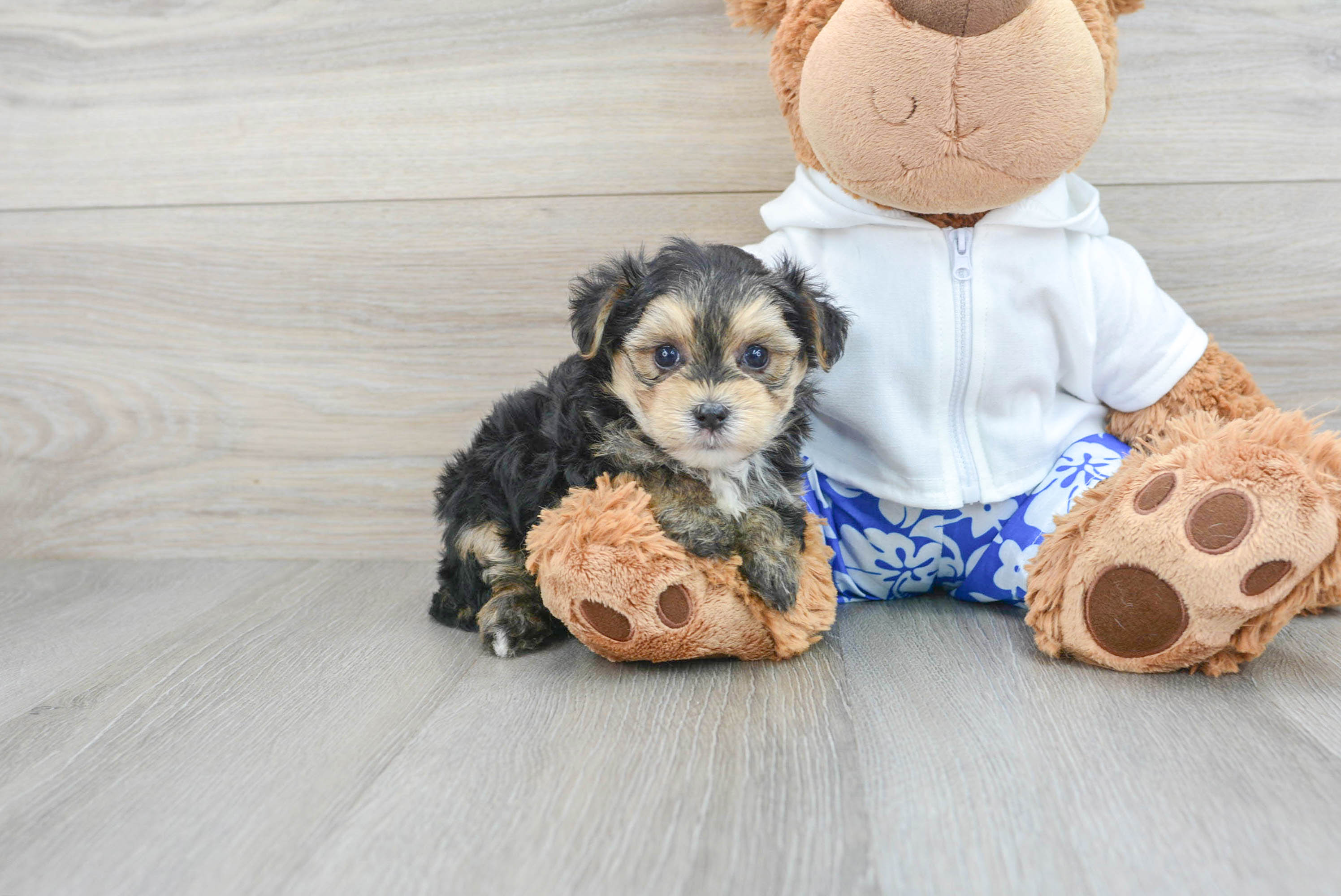 teddy bear morkie puppies