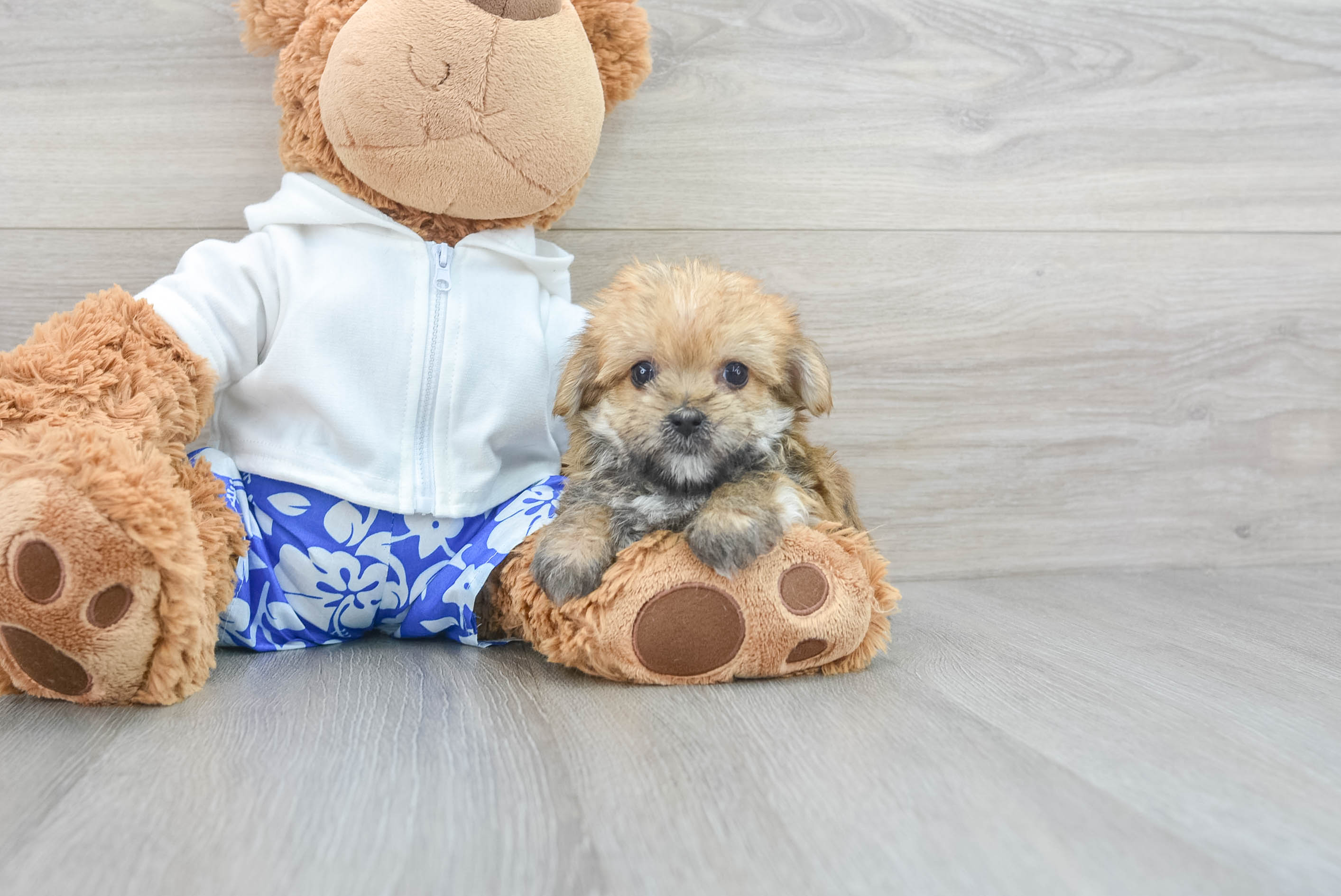 Morkie teddy bear dog sale