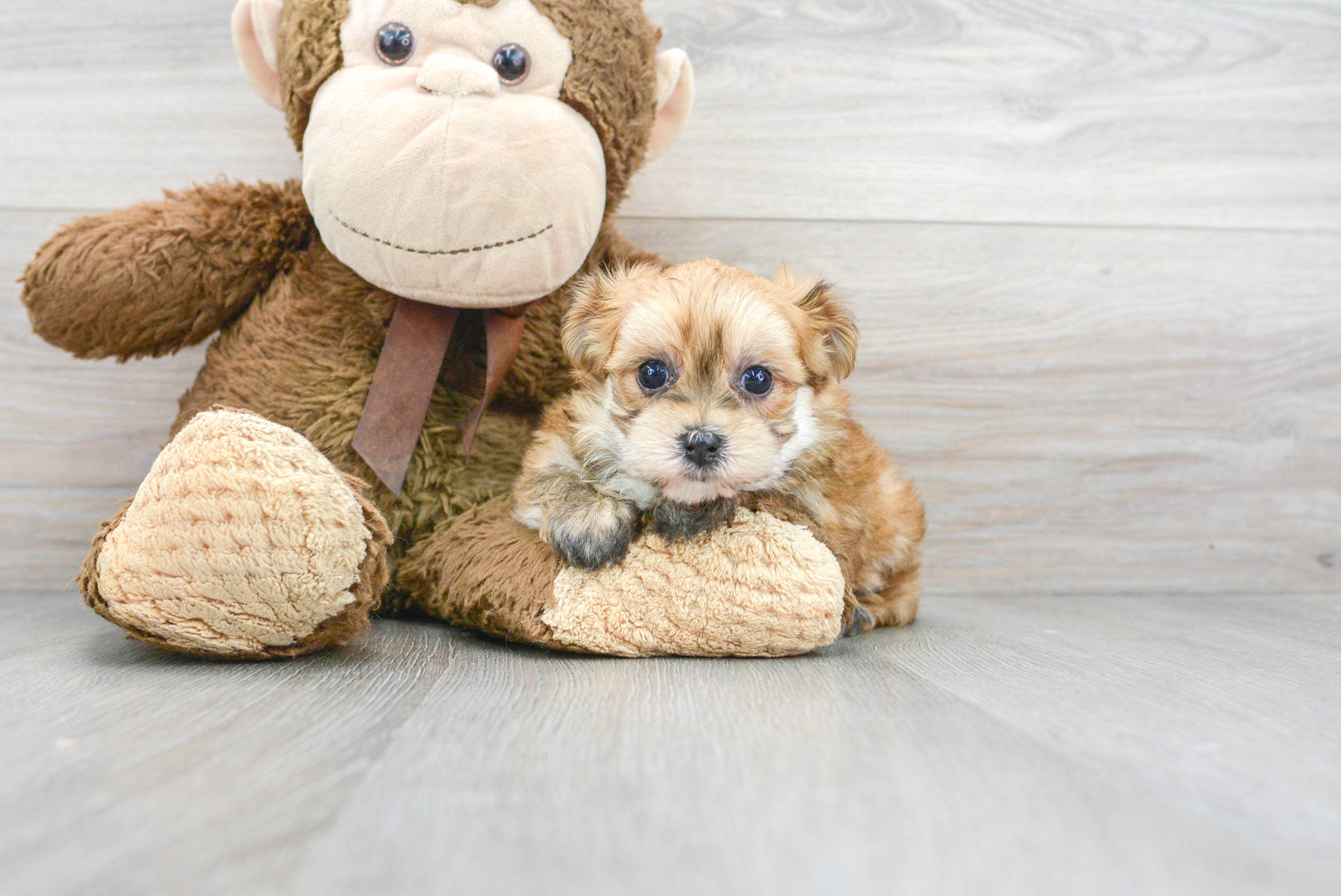 teddy bear morkie puppies