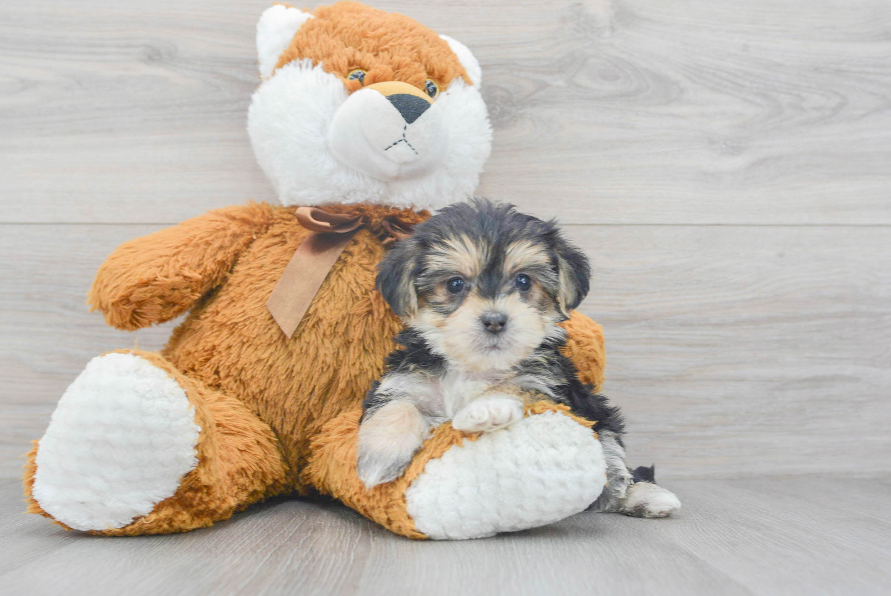 morkie stuffed animal