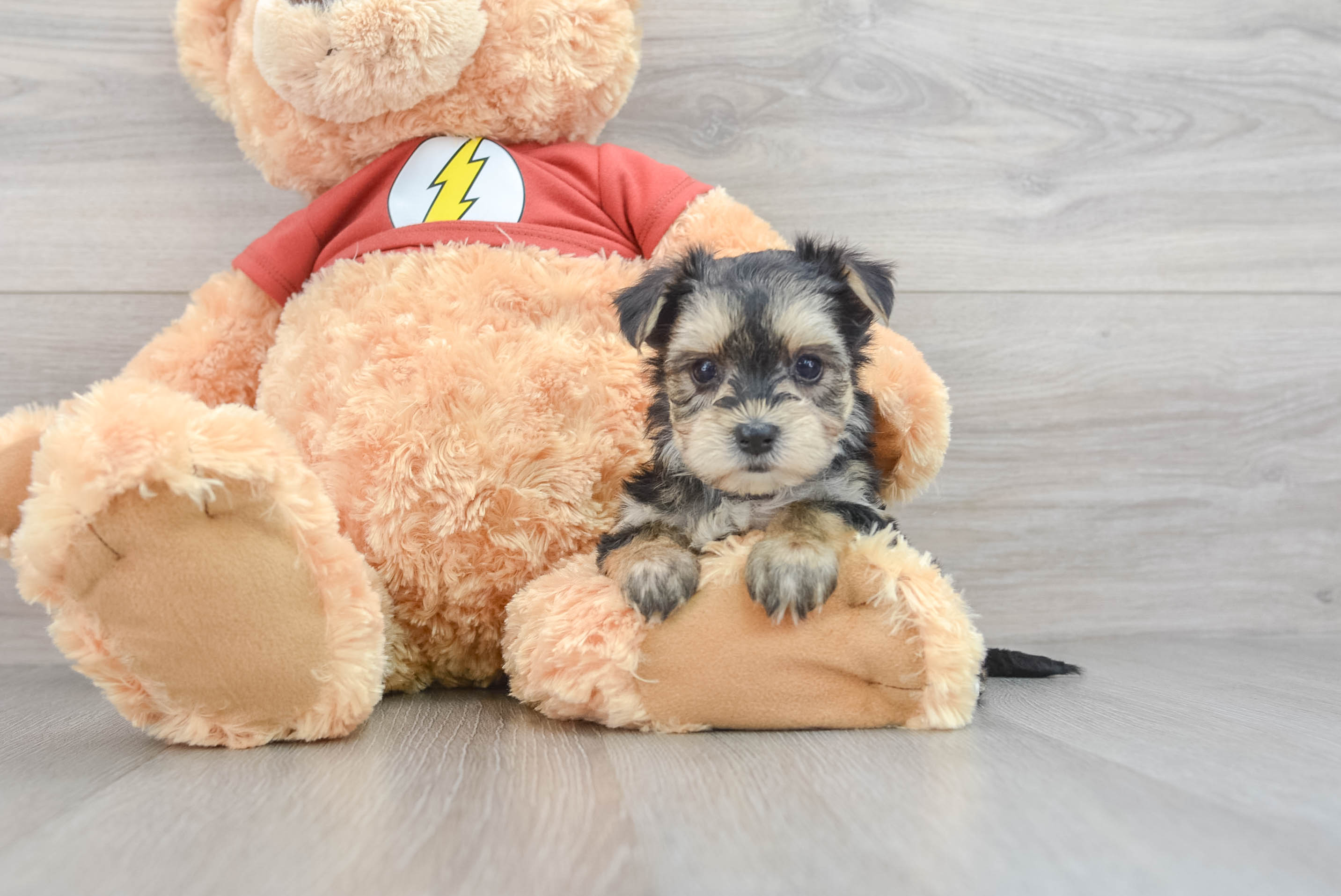 Teddy clearance bear morkie