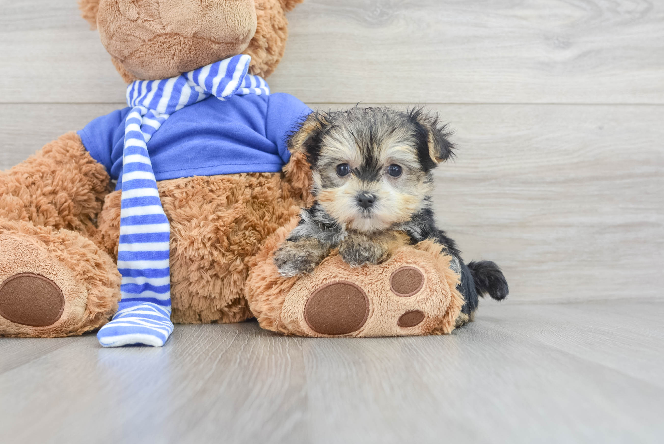 Morkie teddy bear dog hotsell