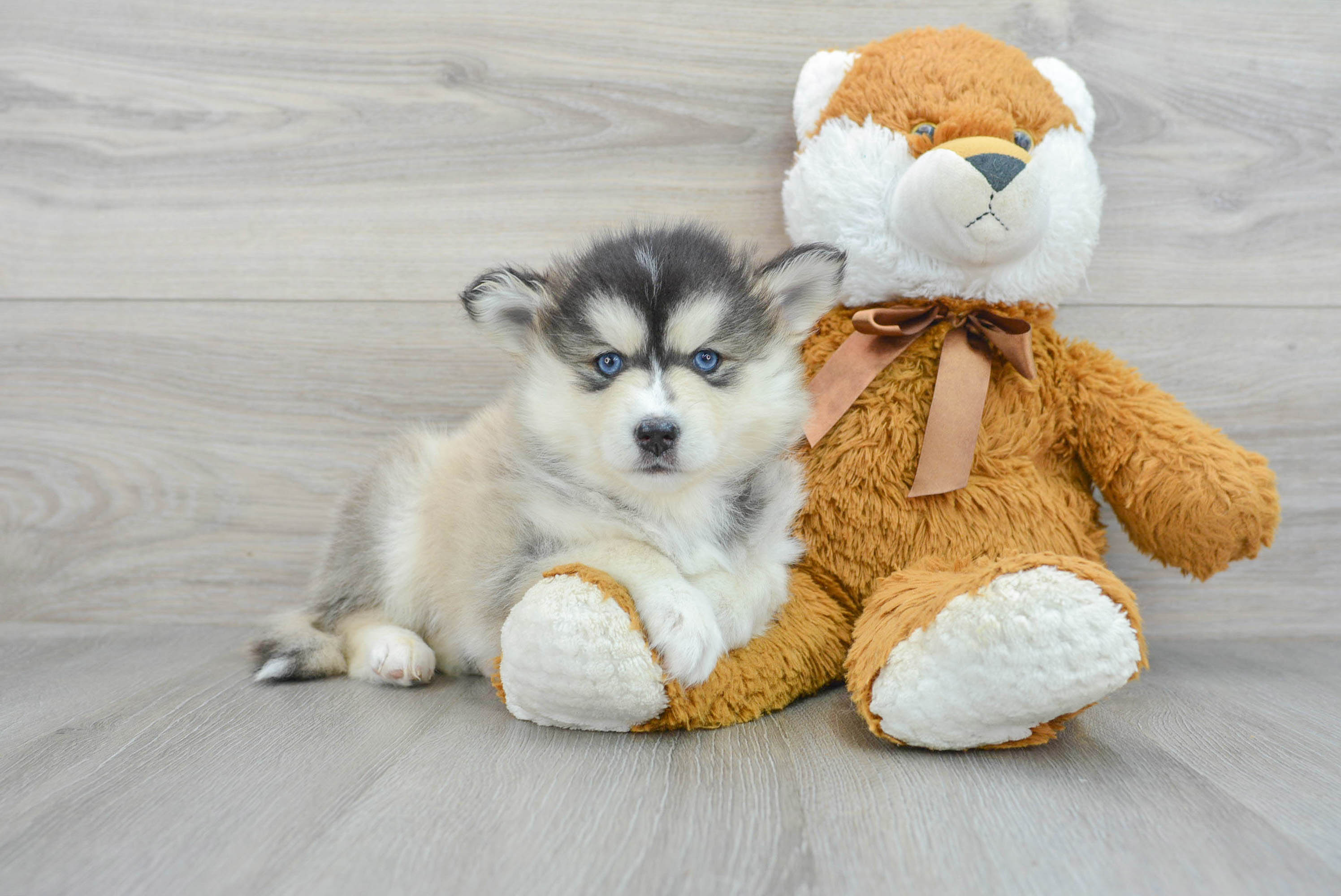 pomsky plush