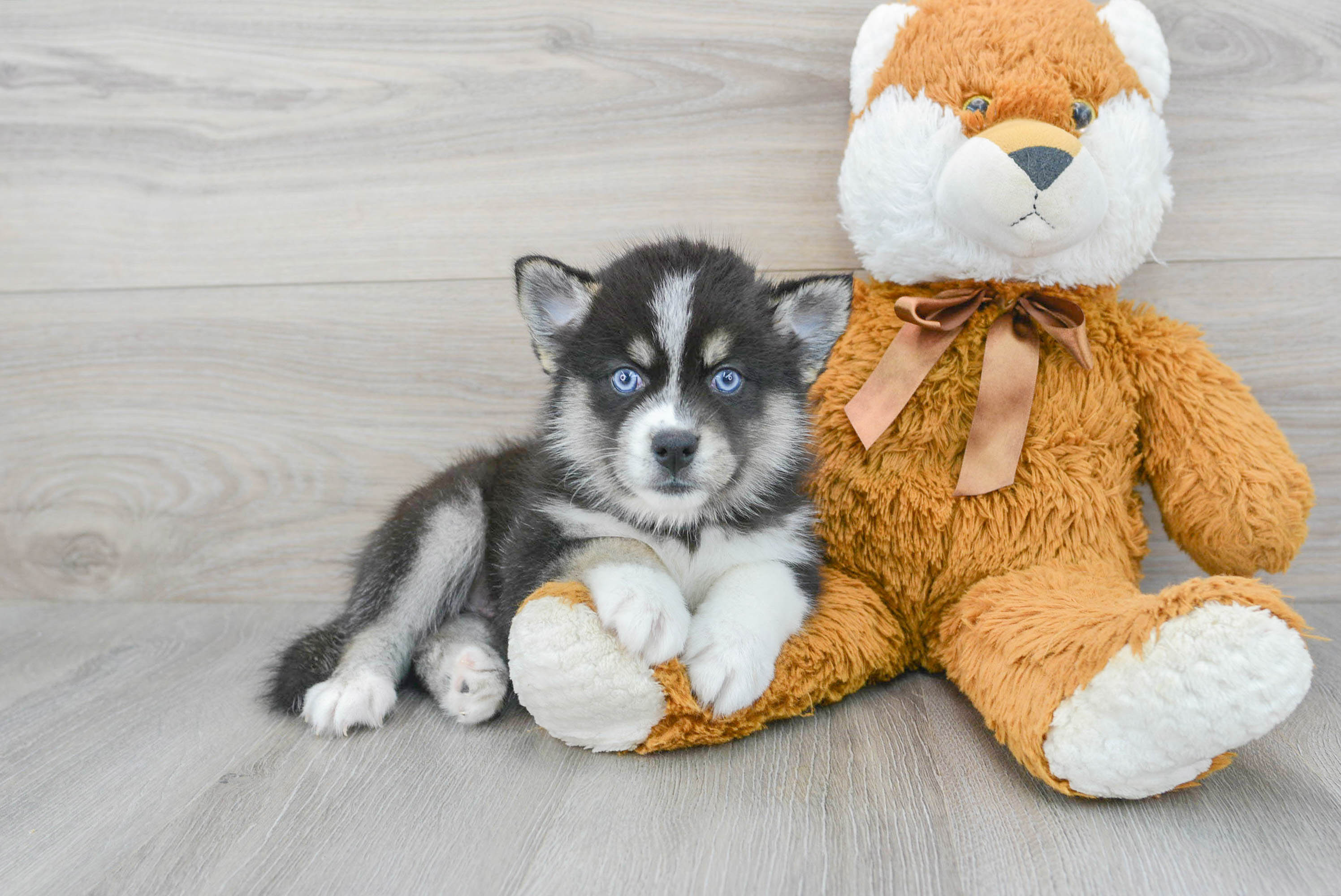 pomsky plush