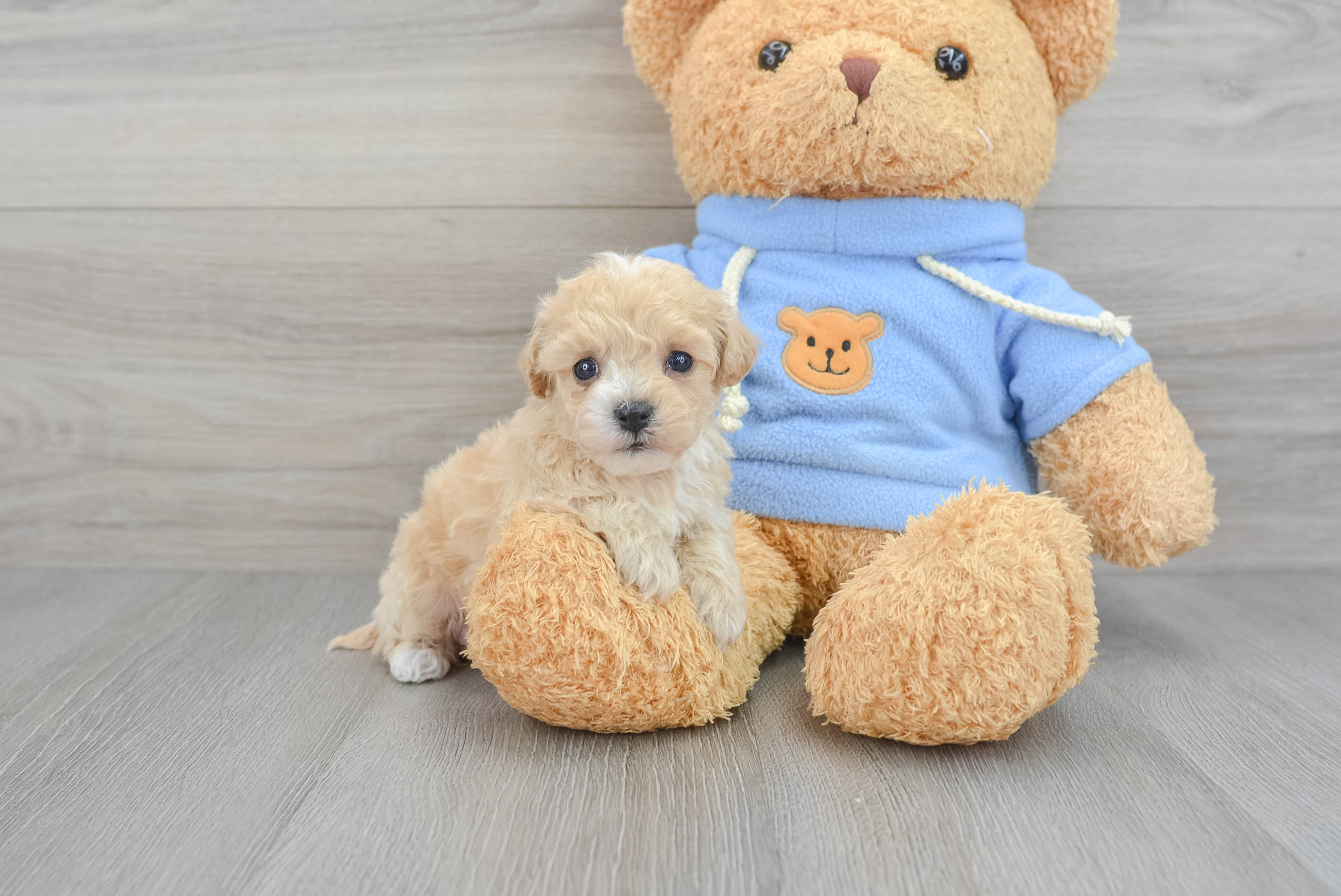 Poochon 2025 teddy bear