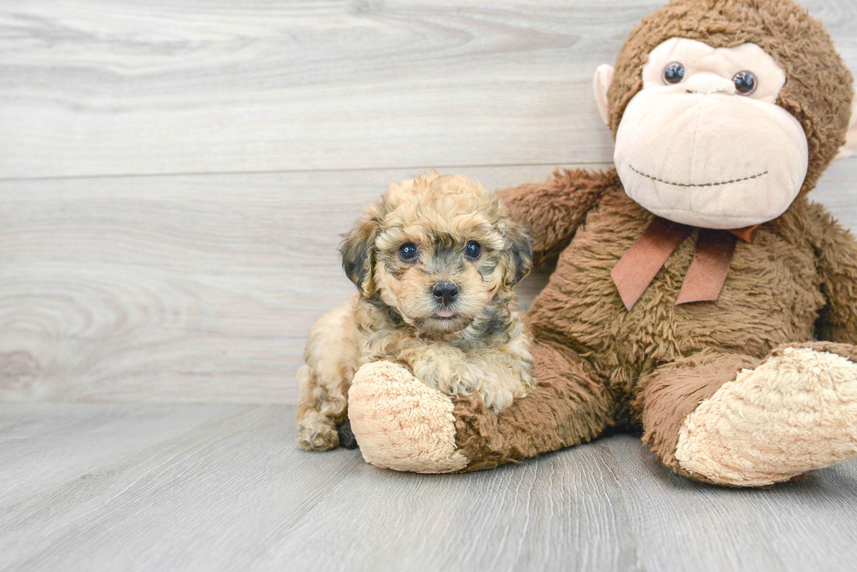 Cute Poochon Aspen 2lb 11oz Doodle Puppy