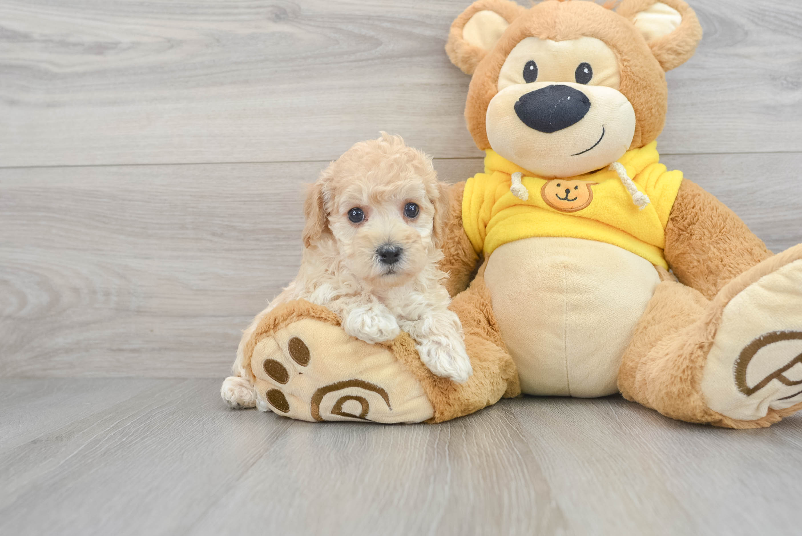 Poochon teddy bear store dog