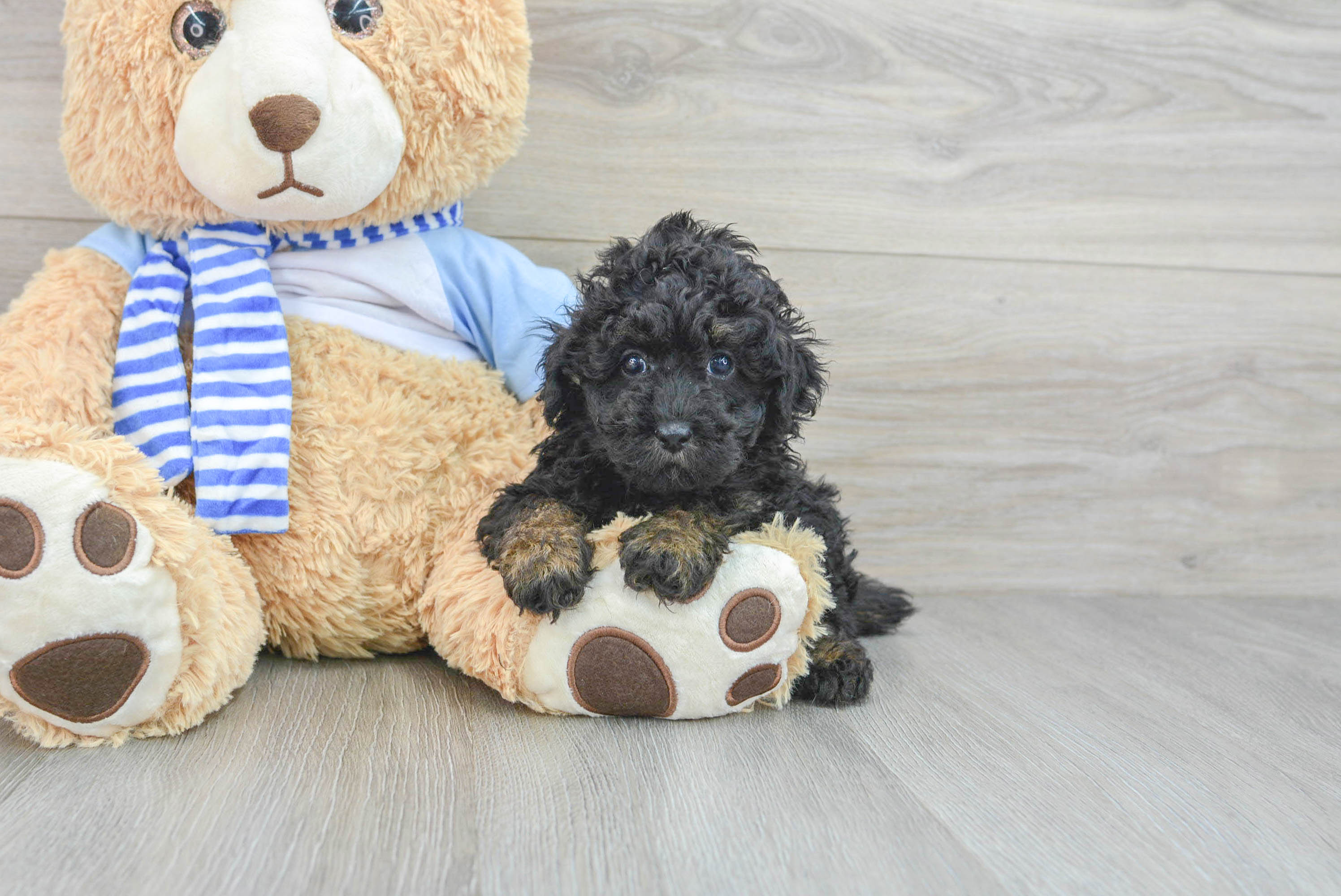 Everything You Need to Know About Toy Aussiedoodle Dogs — STOKESHIRE, image size:2992x2000